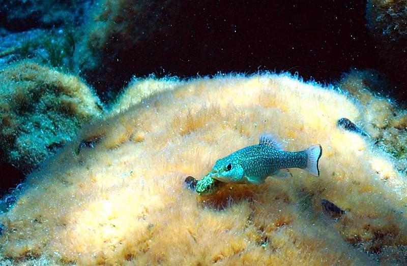 Cherokee Springs Pup Fish