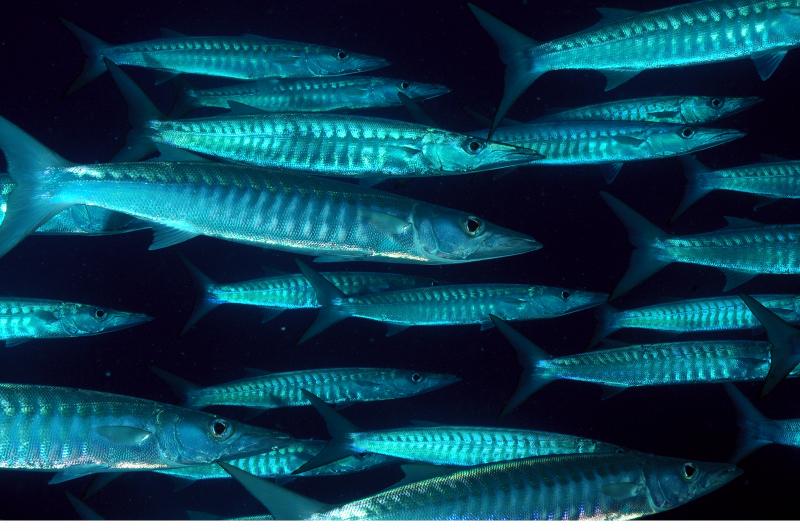 Chevron Barracuda