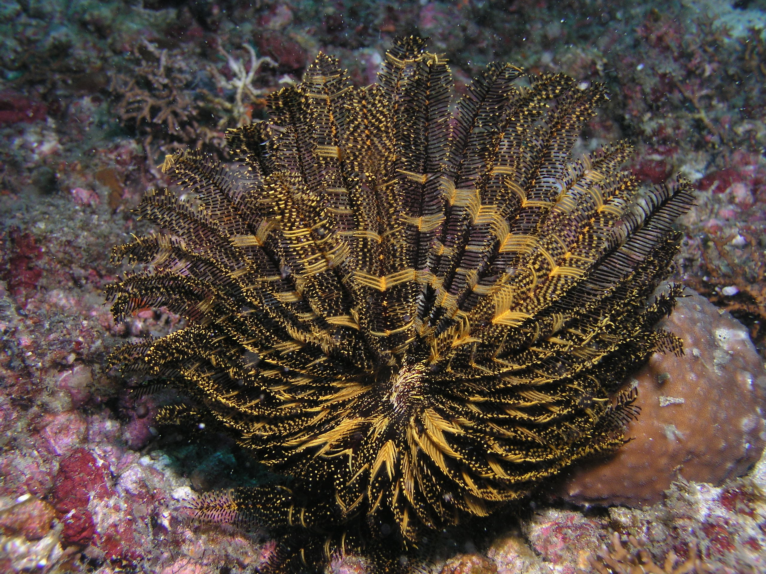 Chrinoid