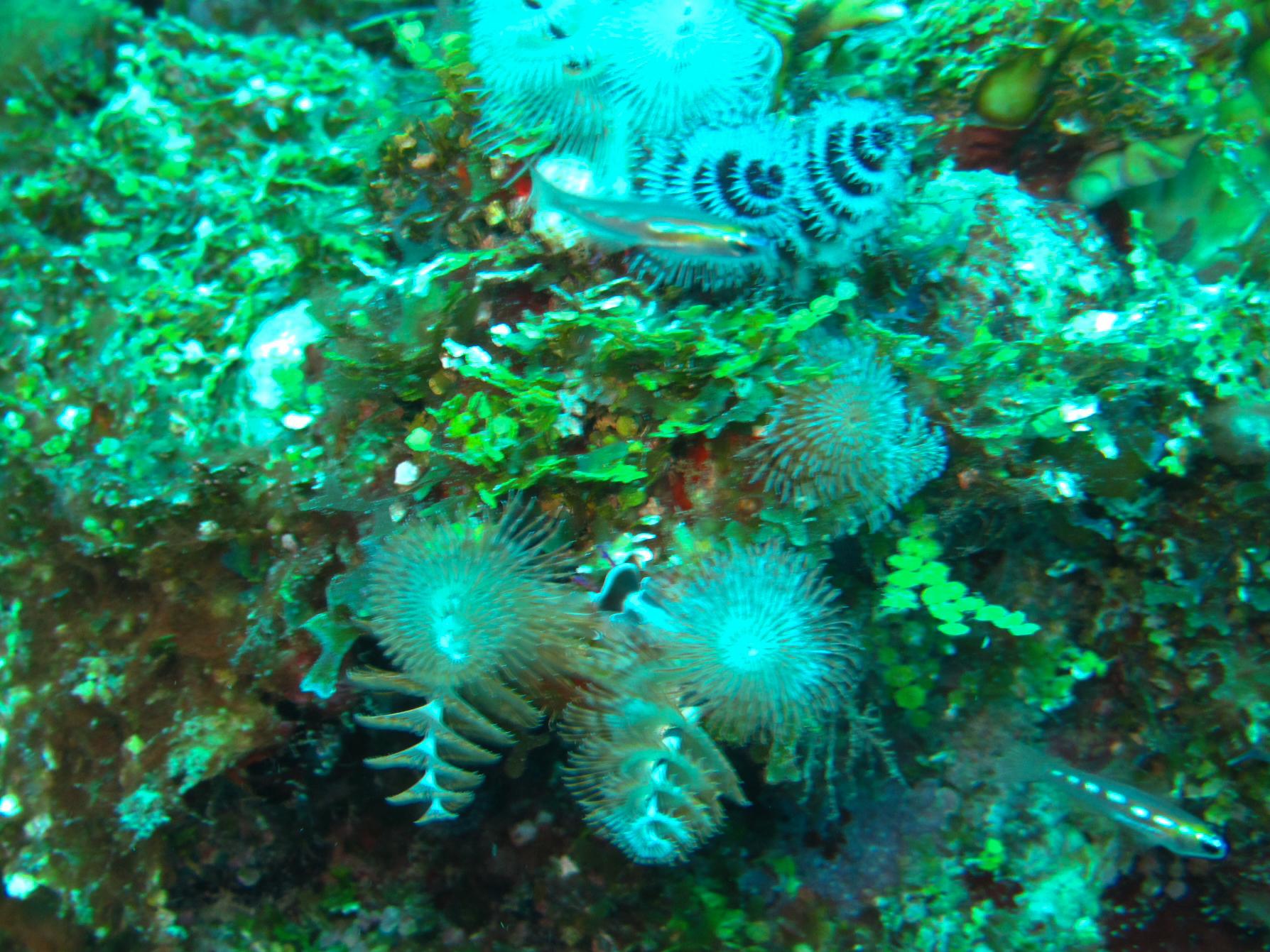 Christmas in the Dry Tortugas