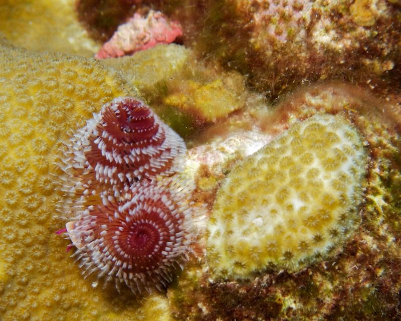 Christmas tree worm
