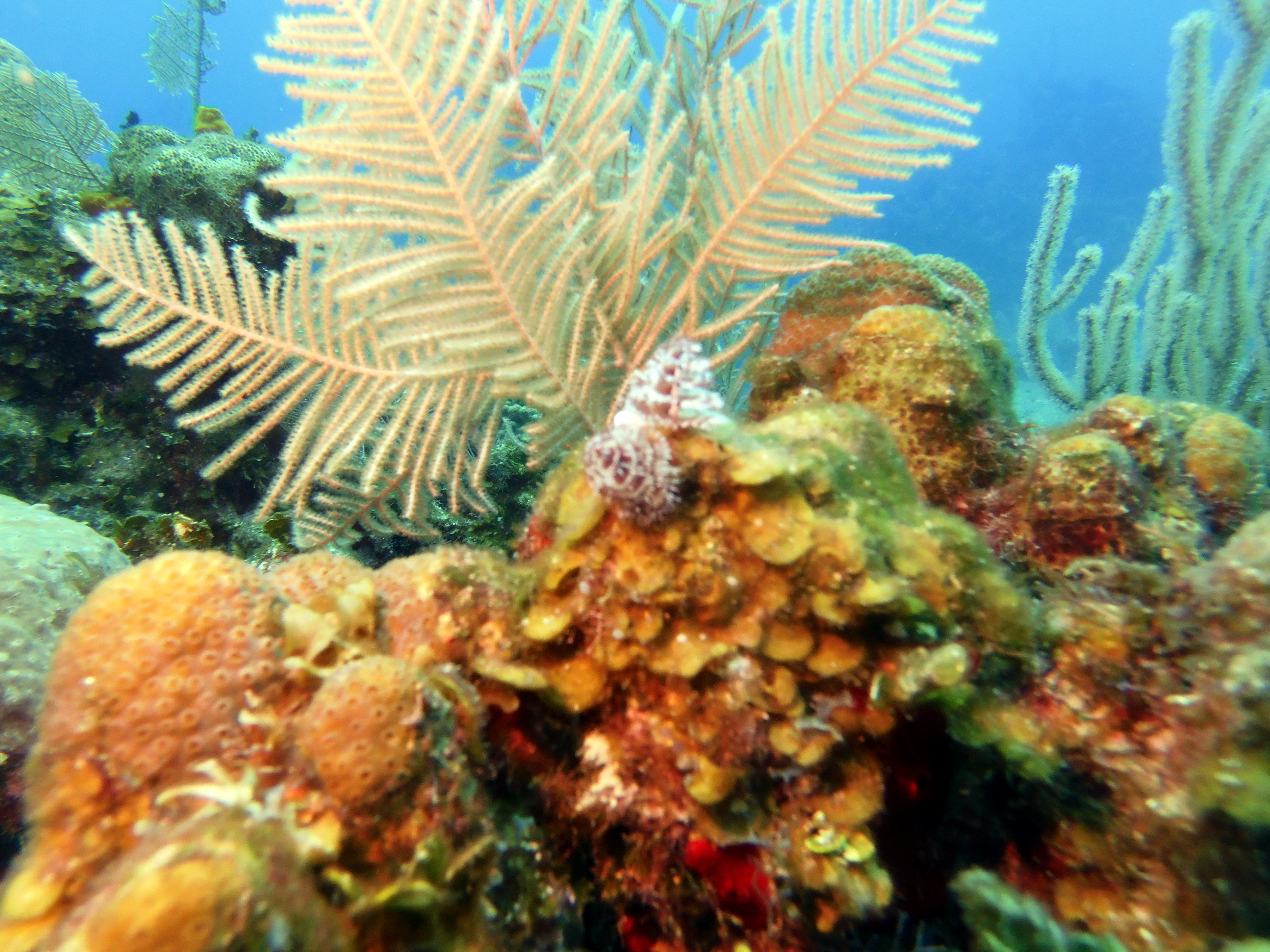 Christmas tree worm
