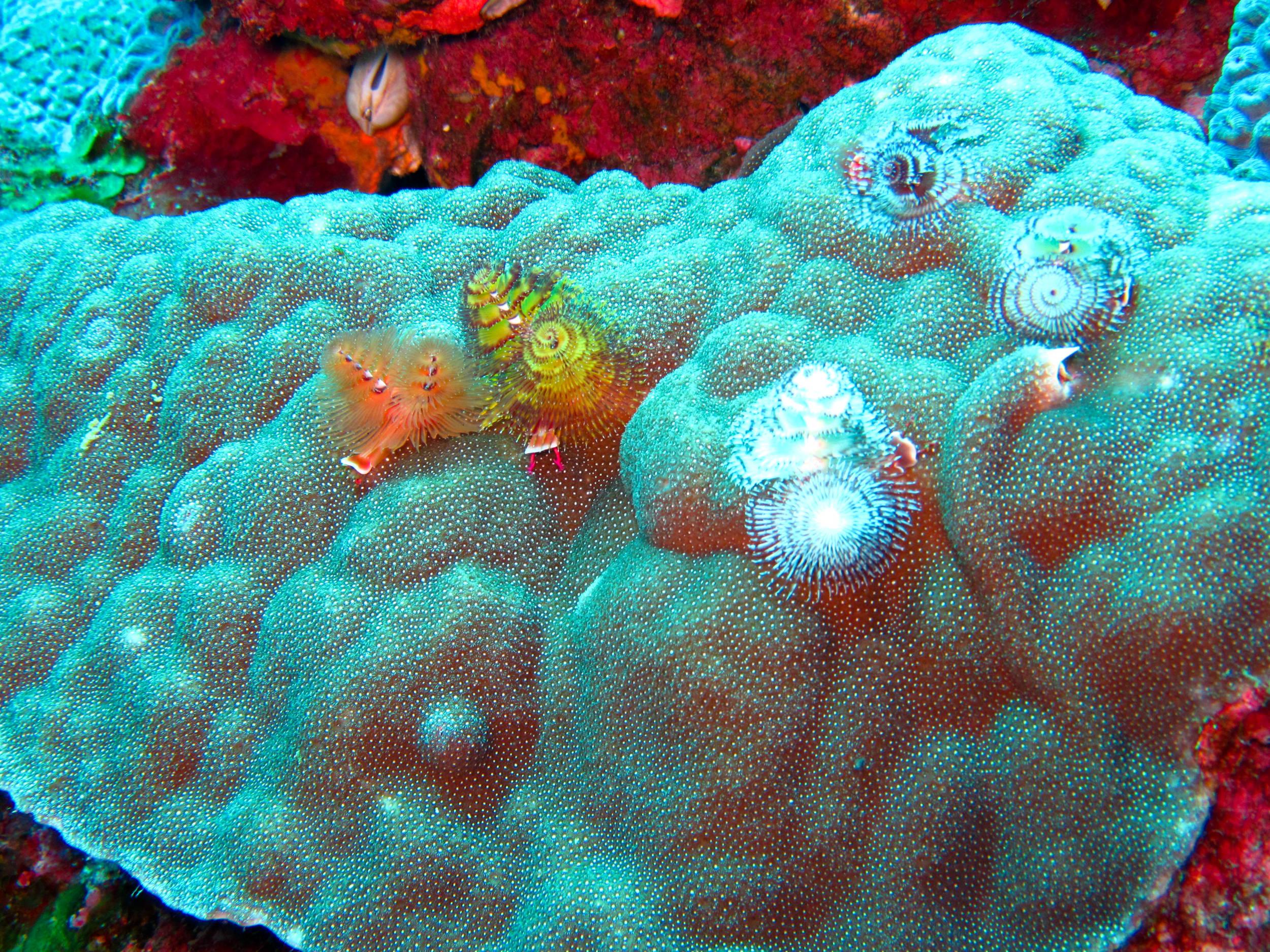 Christmas tree worms