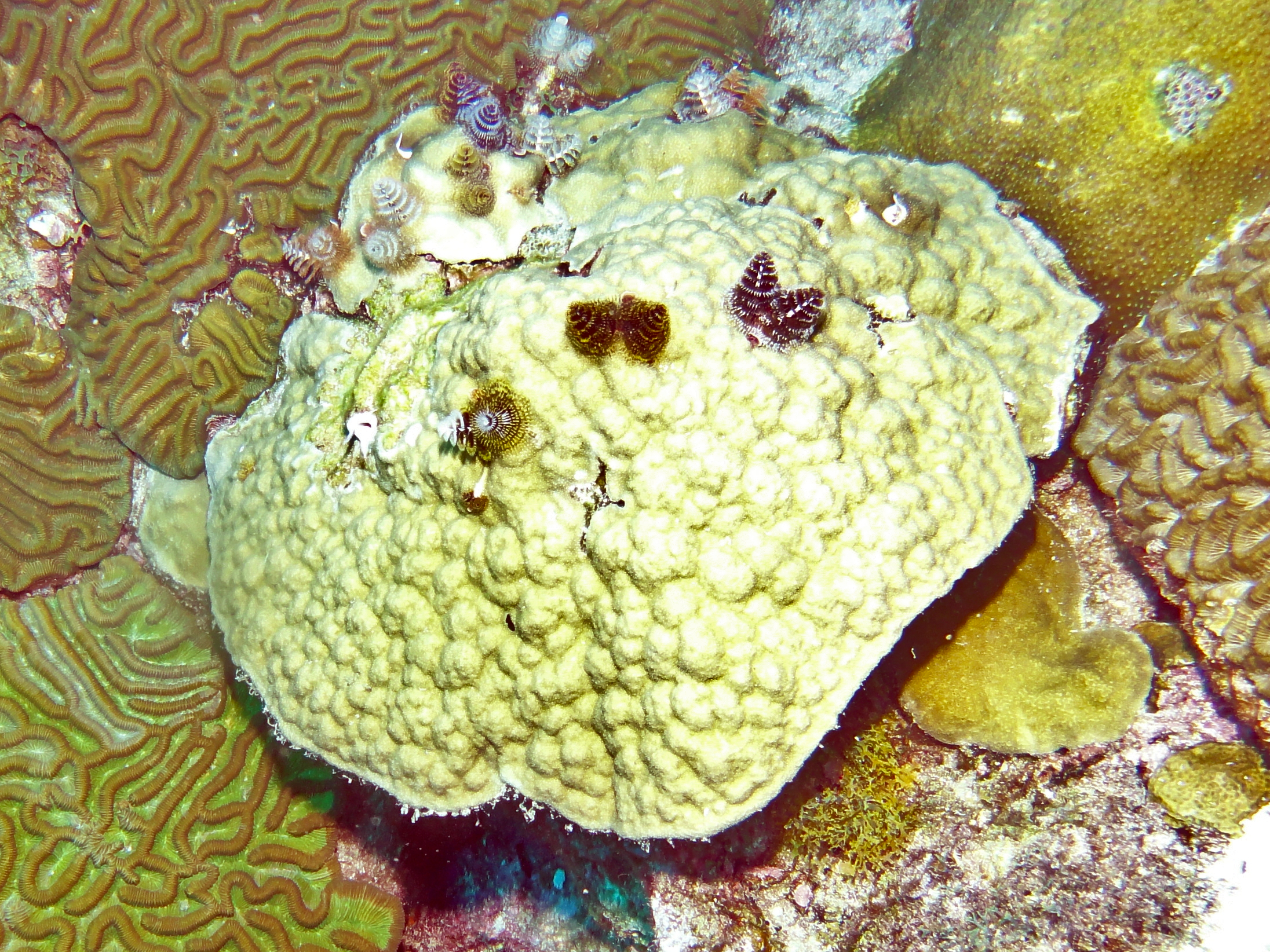 Christmas tree worms