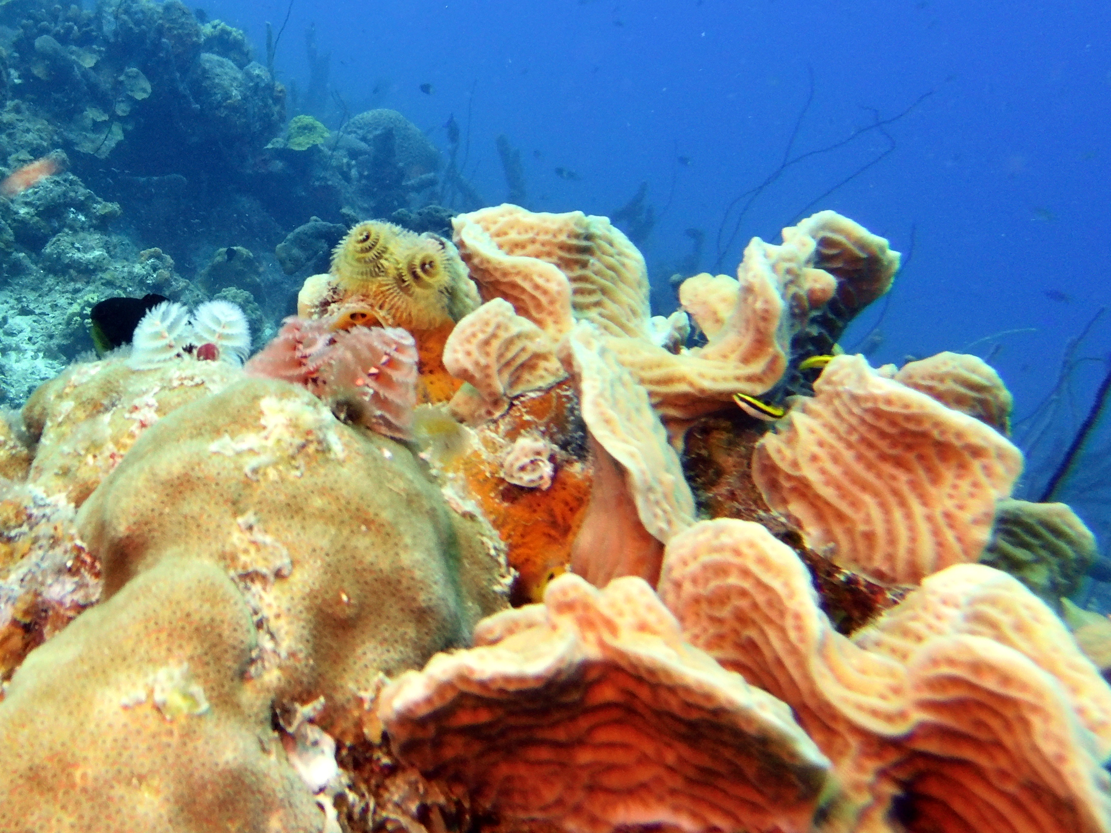 Christmas tree worms