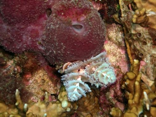 Christmas Tree Worms