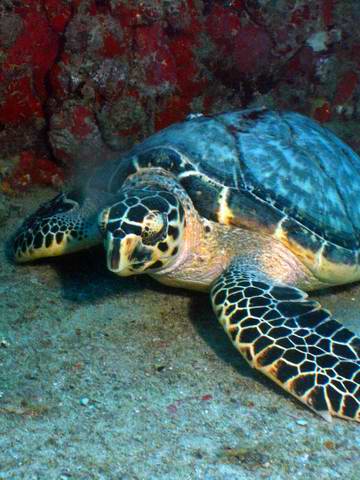 CHUM's Valhalla Veterans