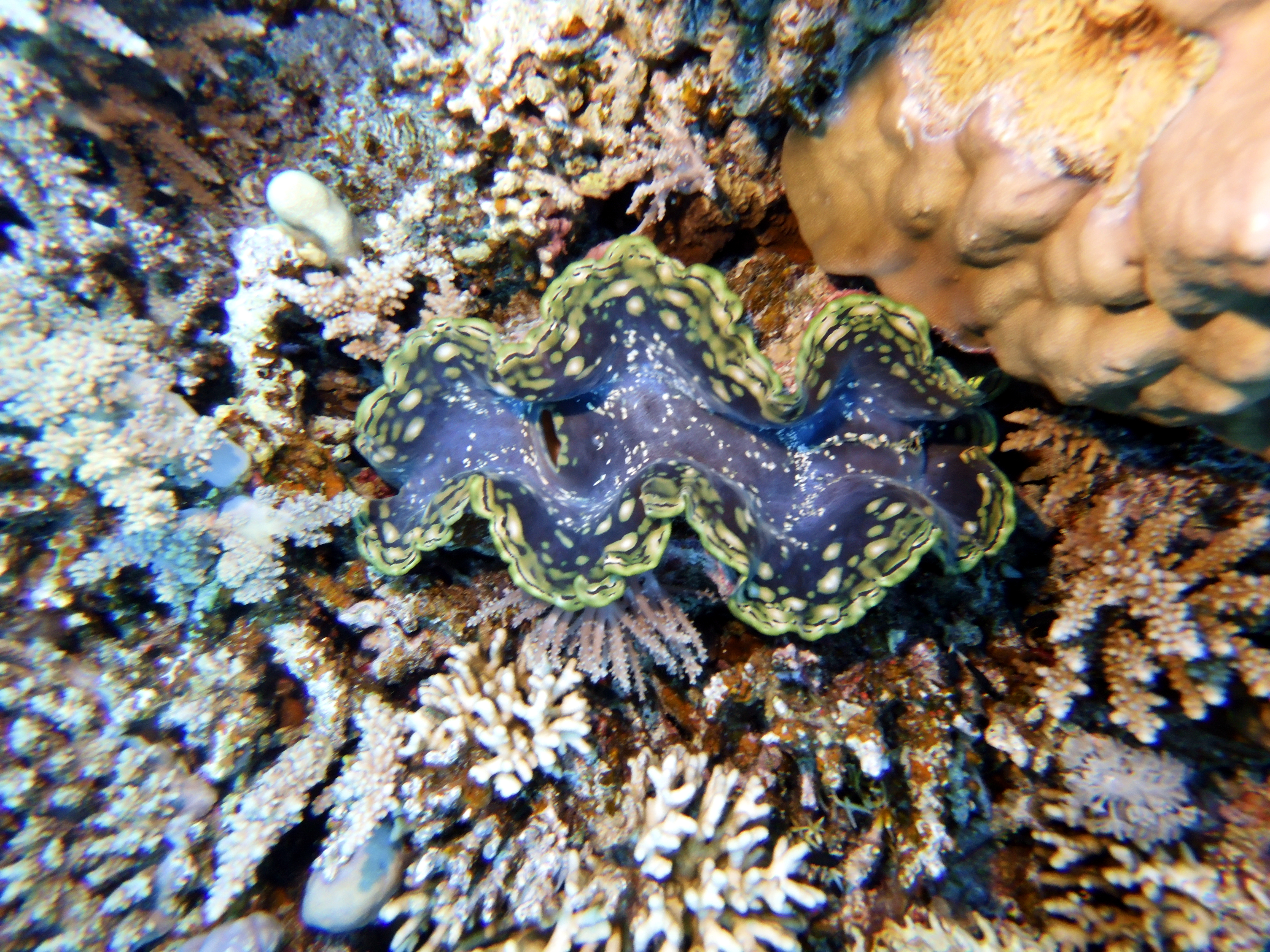 Clam at Jackson Reef