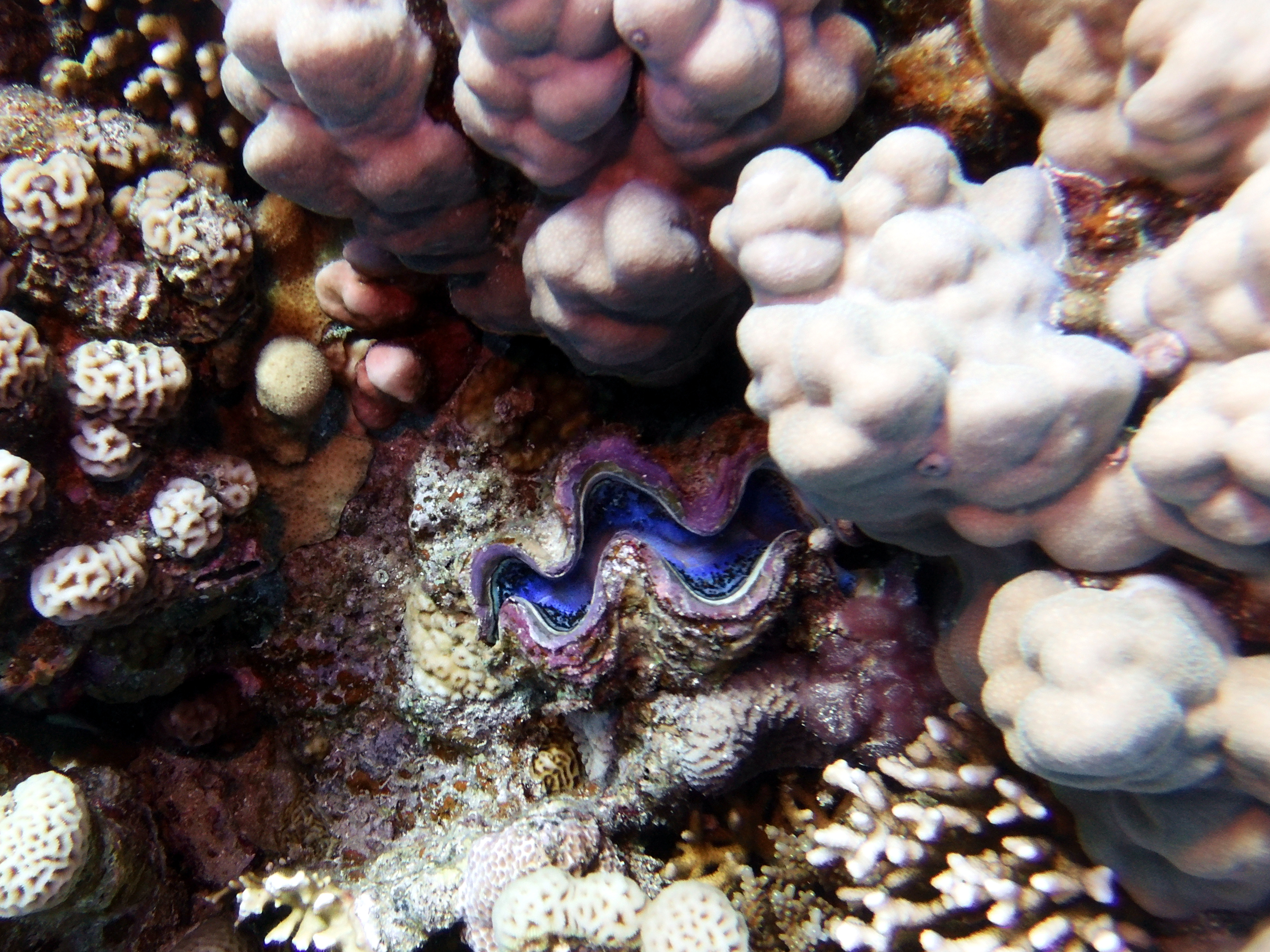 Clam at Ras Ghozlani