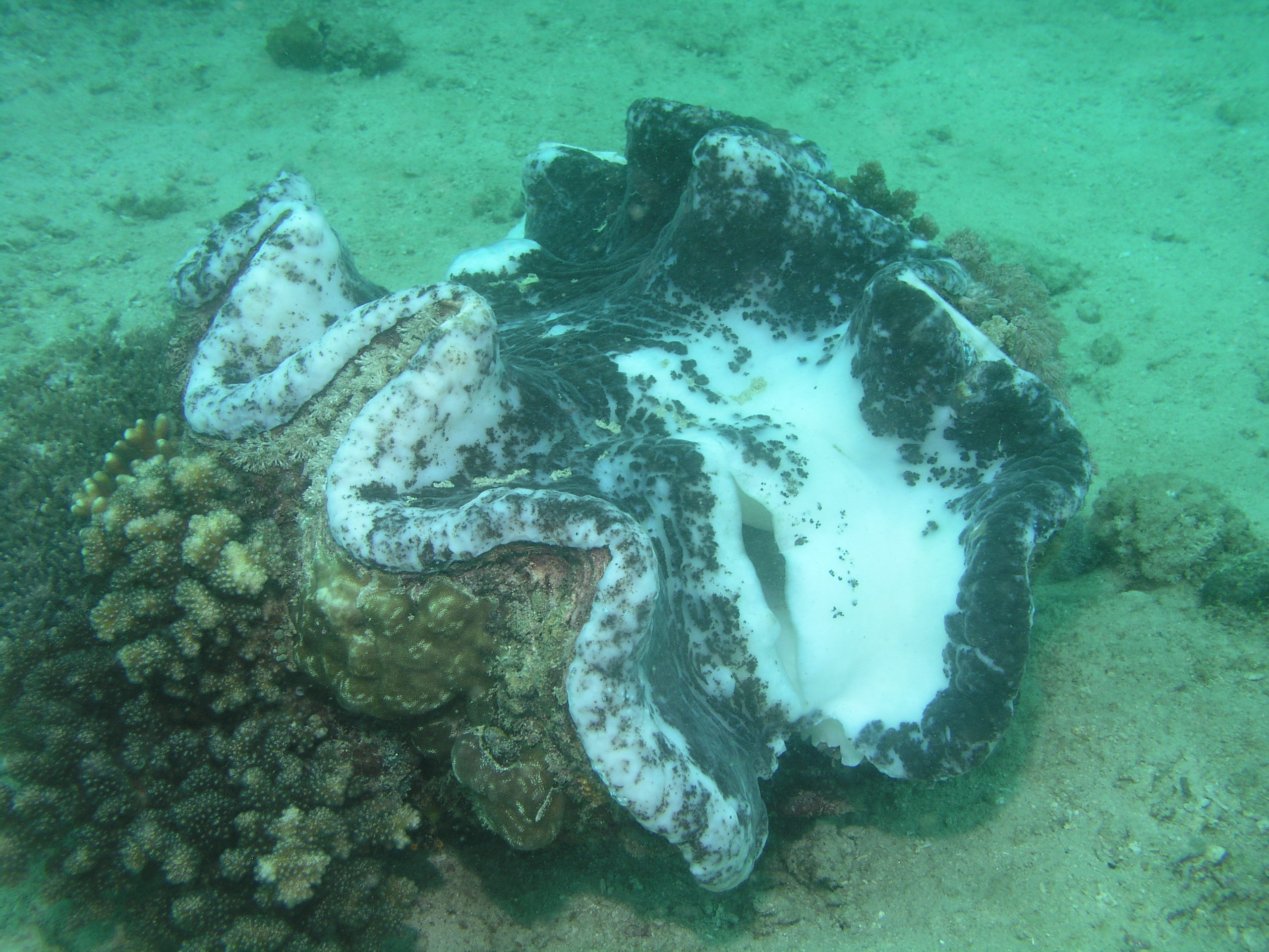 Clammy