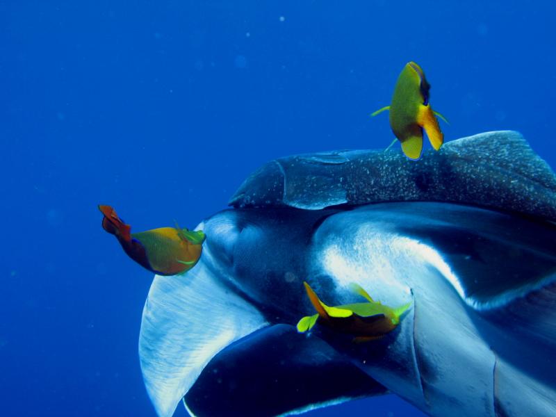 clarion angelfish cleaningstation