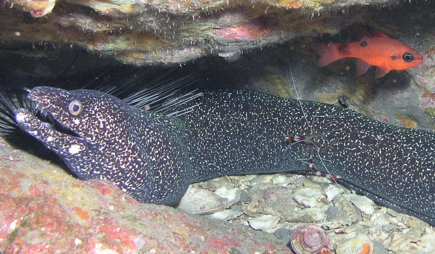 cleaner shrimp on an eel