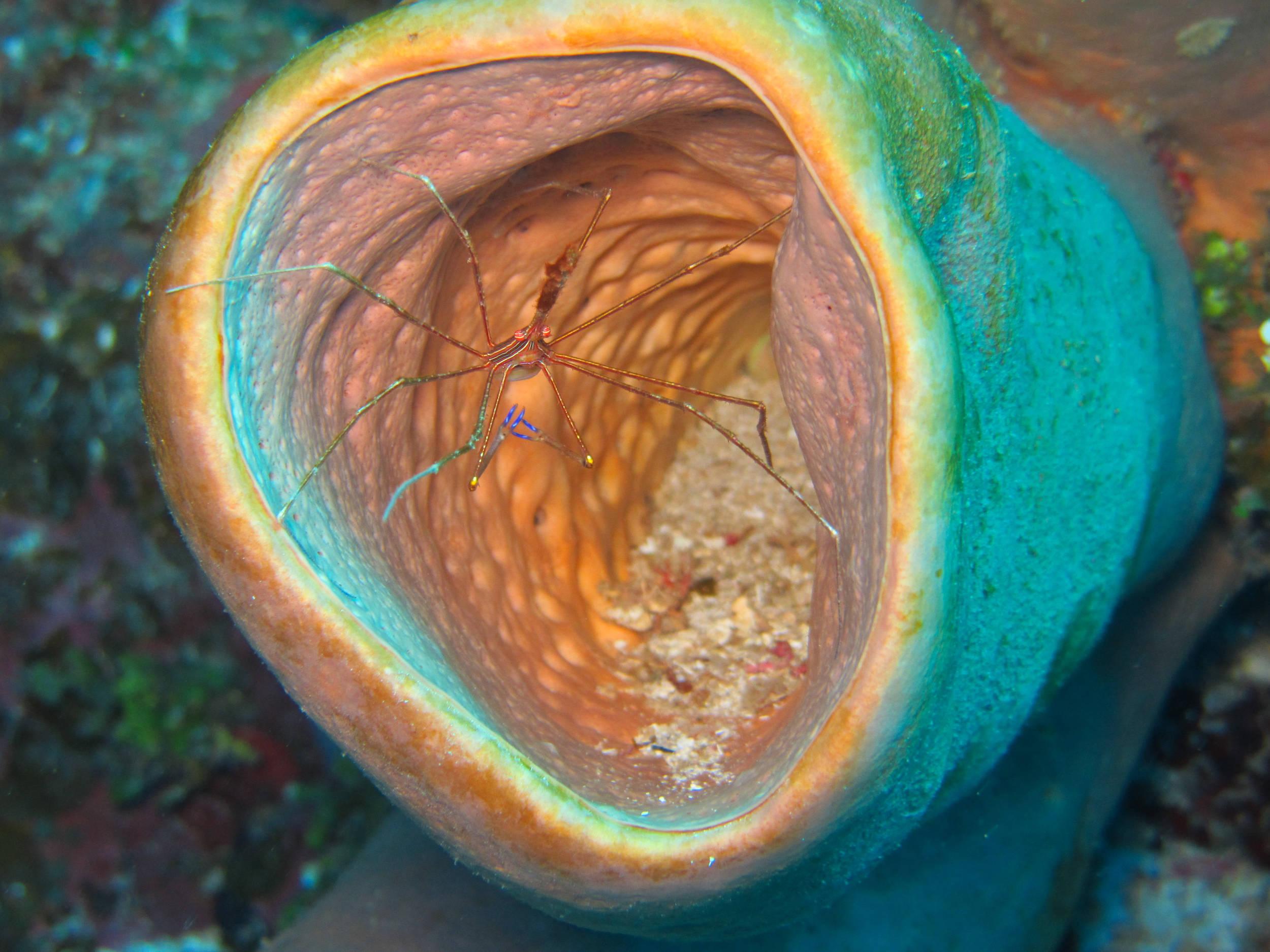 Cleaner_Shrimp-0506
