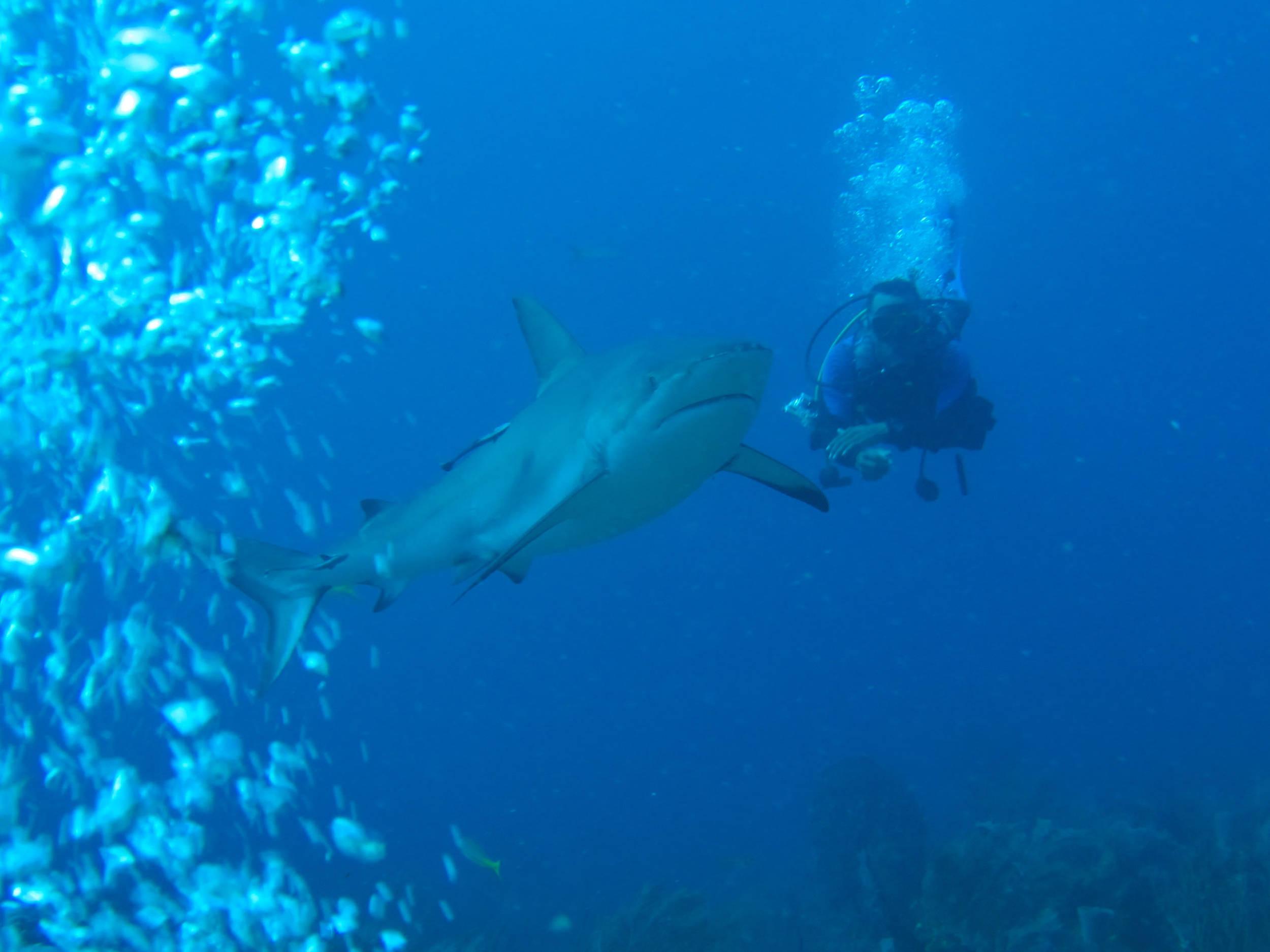 Close encounter with shark