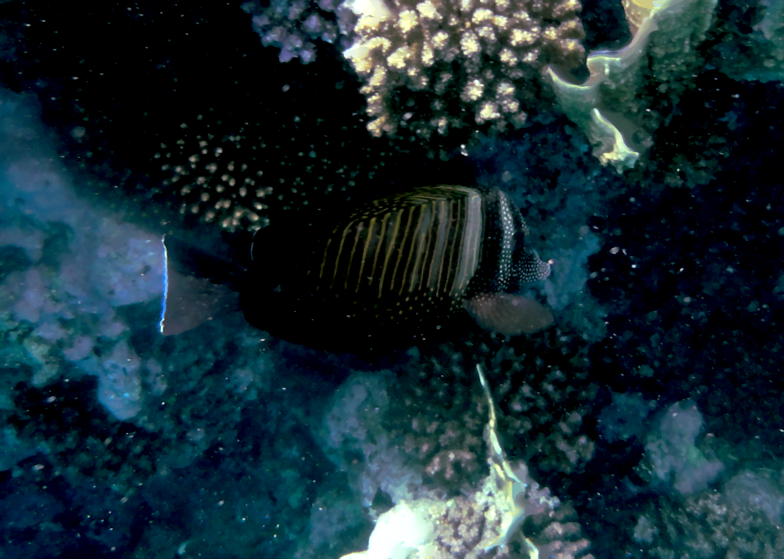 Close-up of my super friendly fish buddy