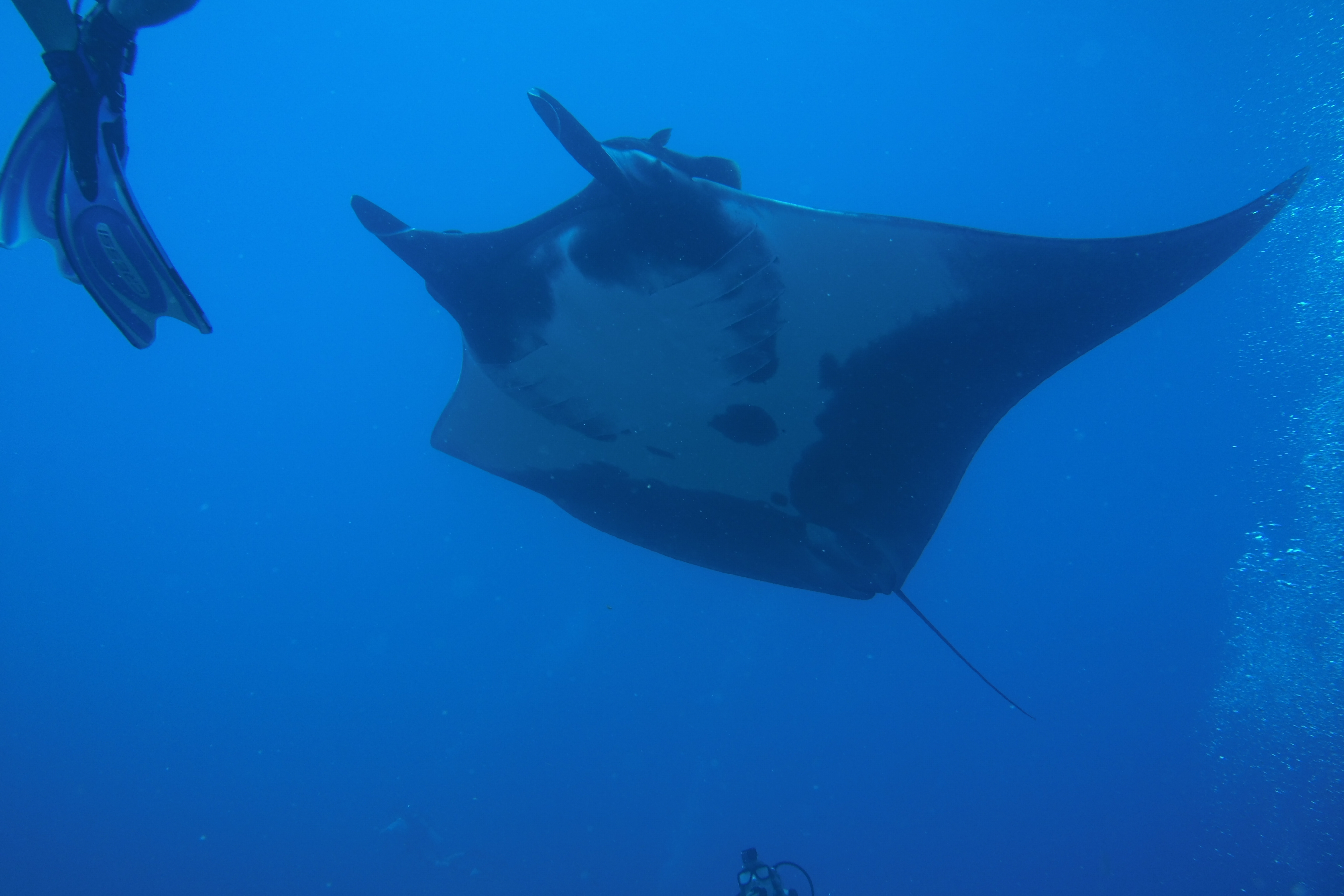Closeup of the huge manta on West Bank #1.
