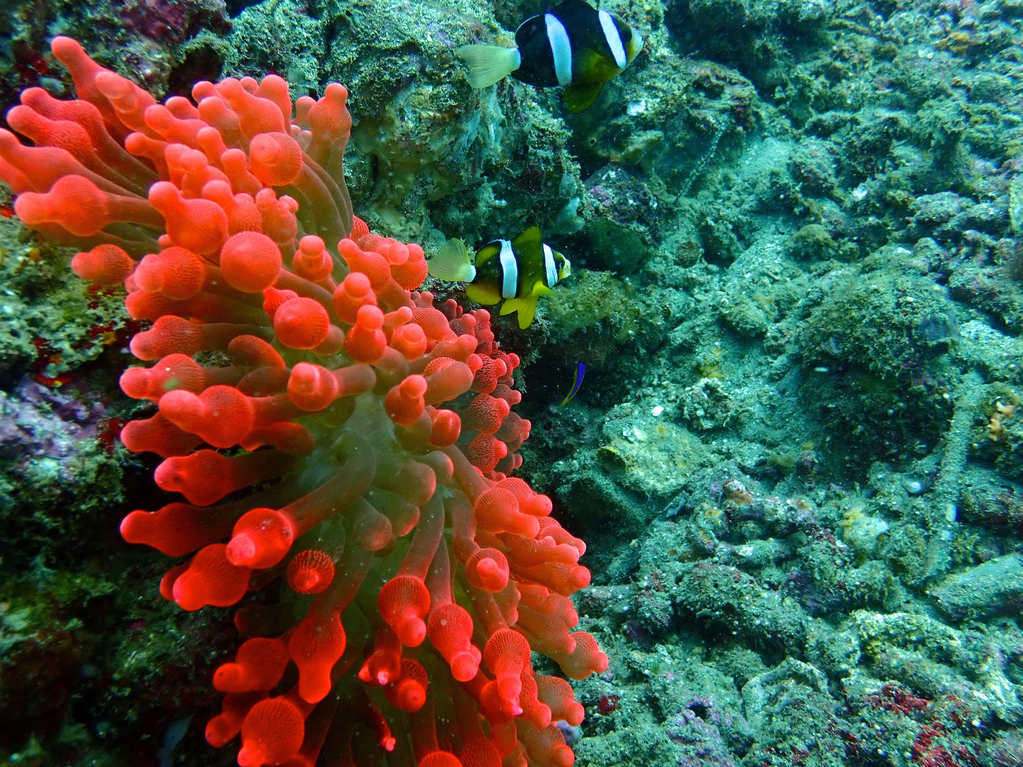 Clownfish and Anemone
