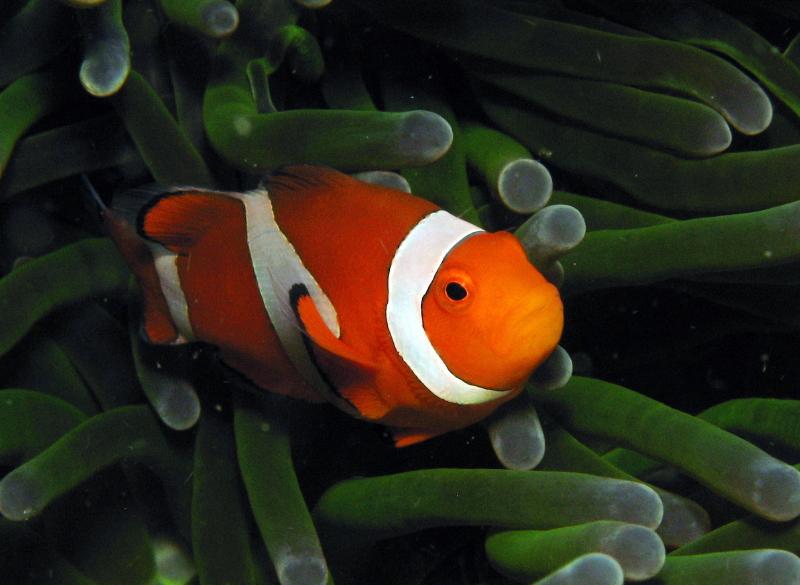 clownfish greenanemone IMG_5141b