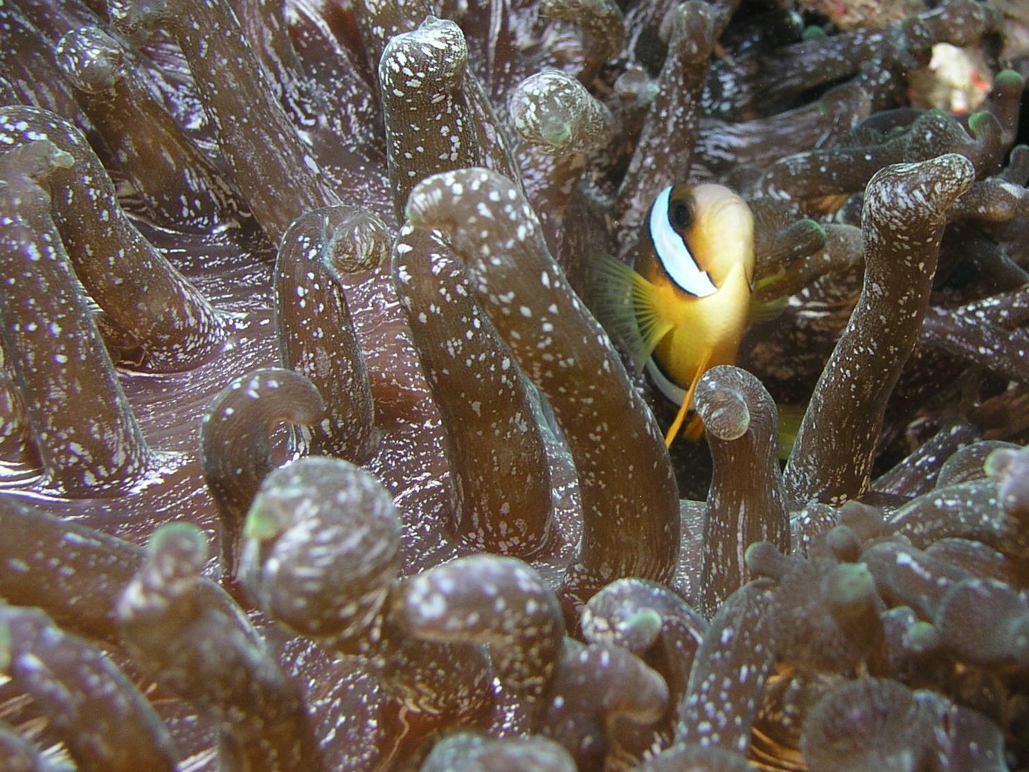 Clownfish