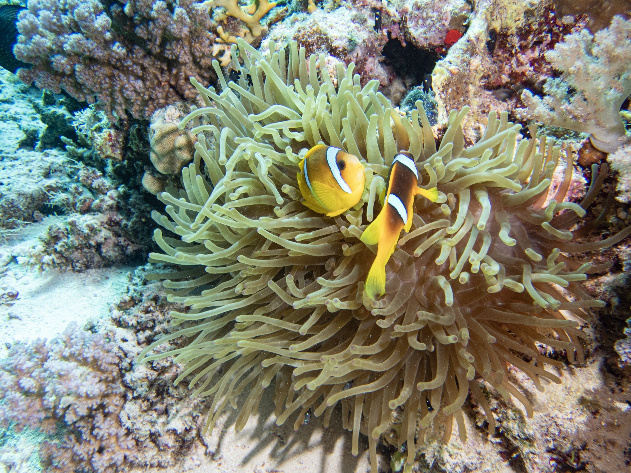 Clownfish