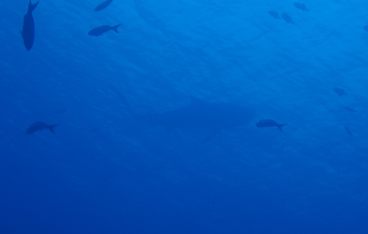 Cocos Tiger Shark