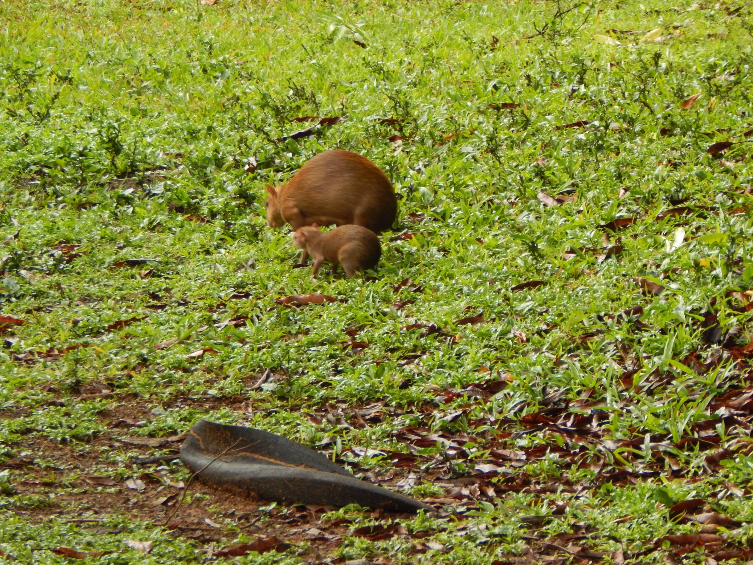Coiba Island