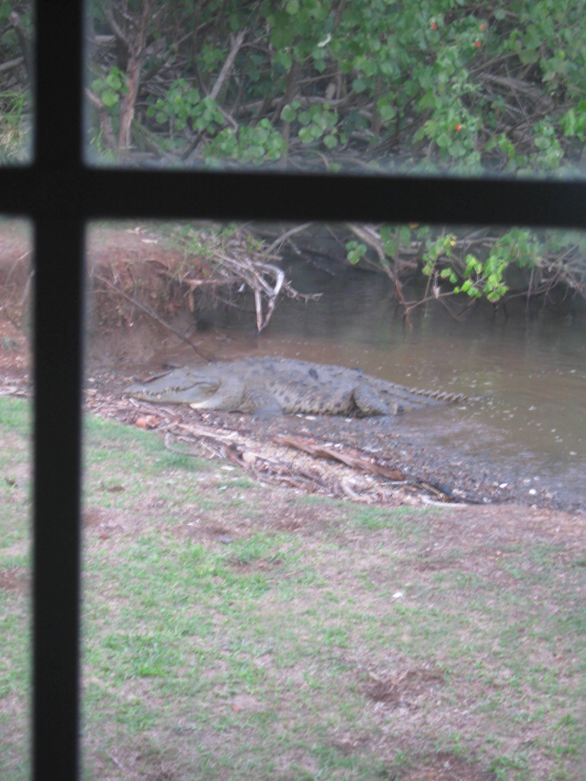 Coiba Islands Resident