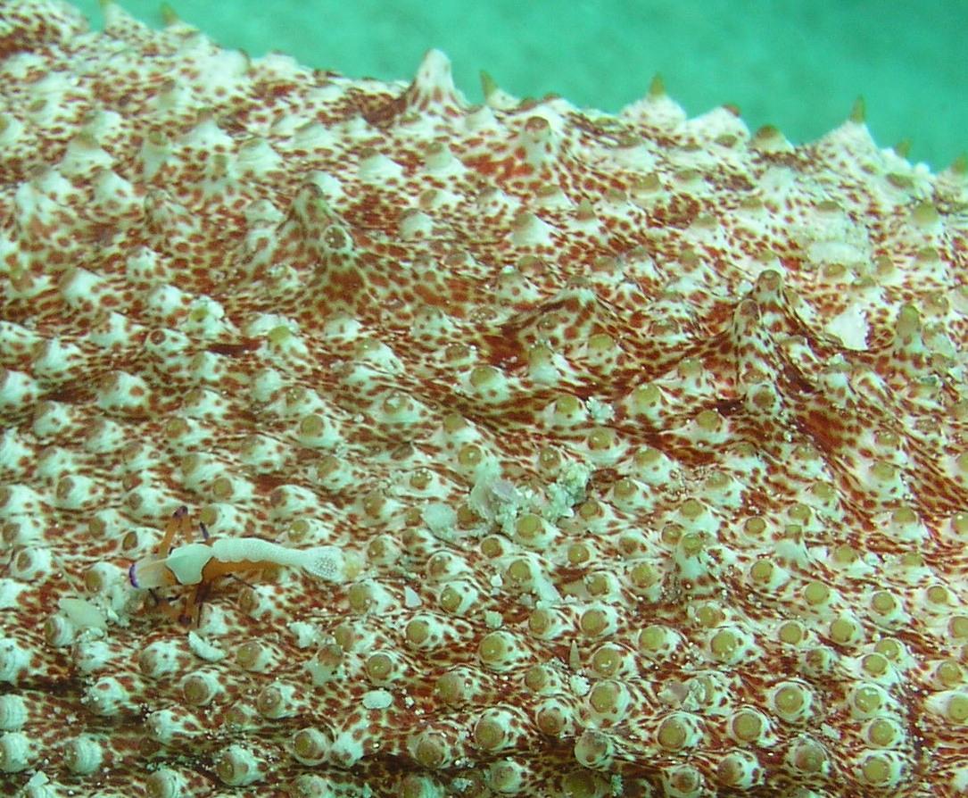 Coleman shrimp on the bottom of a sea cucumber