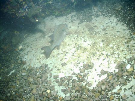 Comal 4/2/09 Night Dive