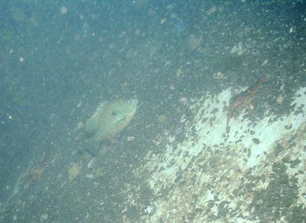 Comal 4/2/09 Night Dive