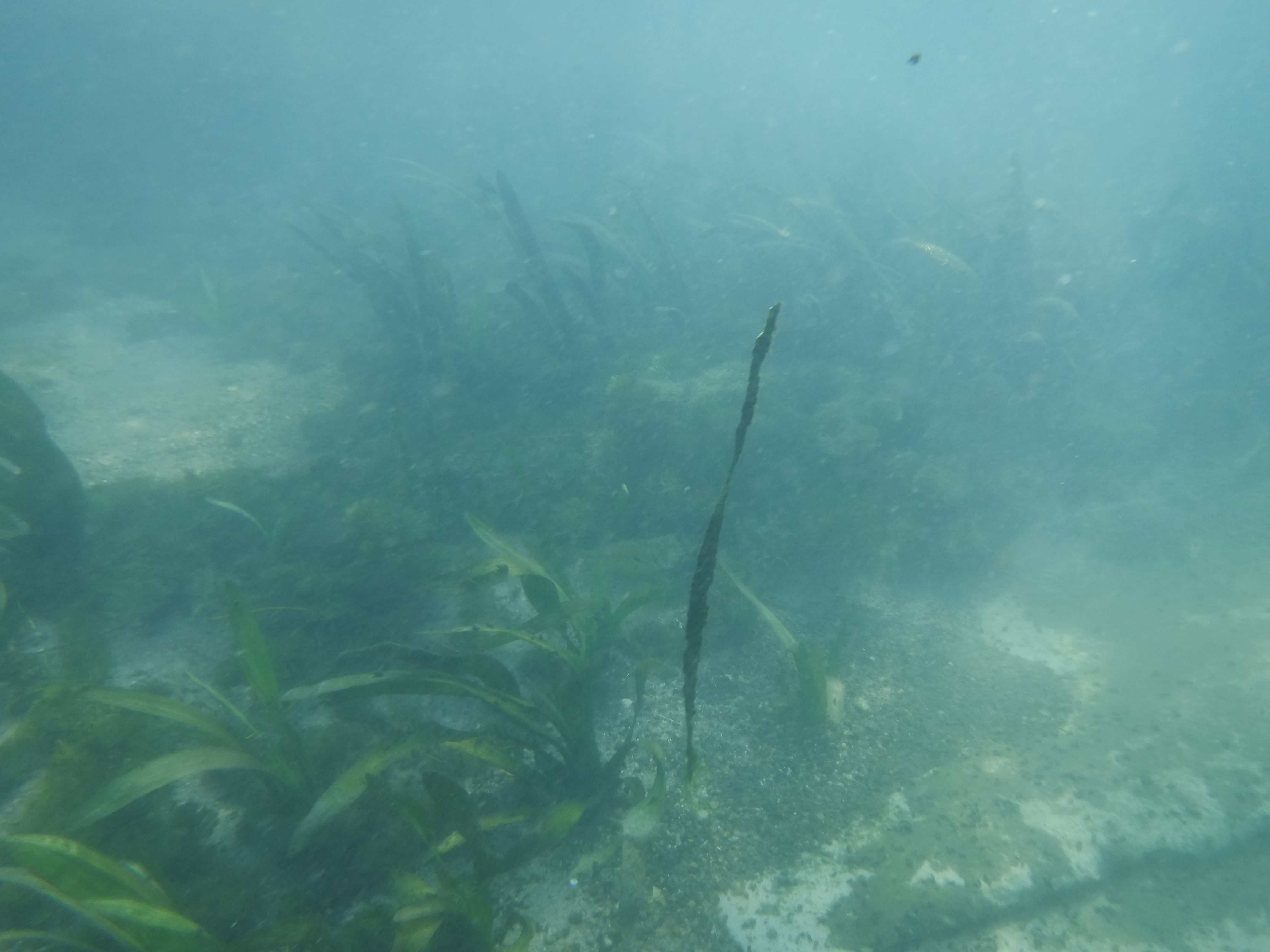 Comal River Plants 01