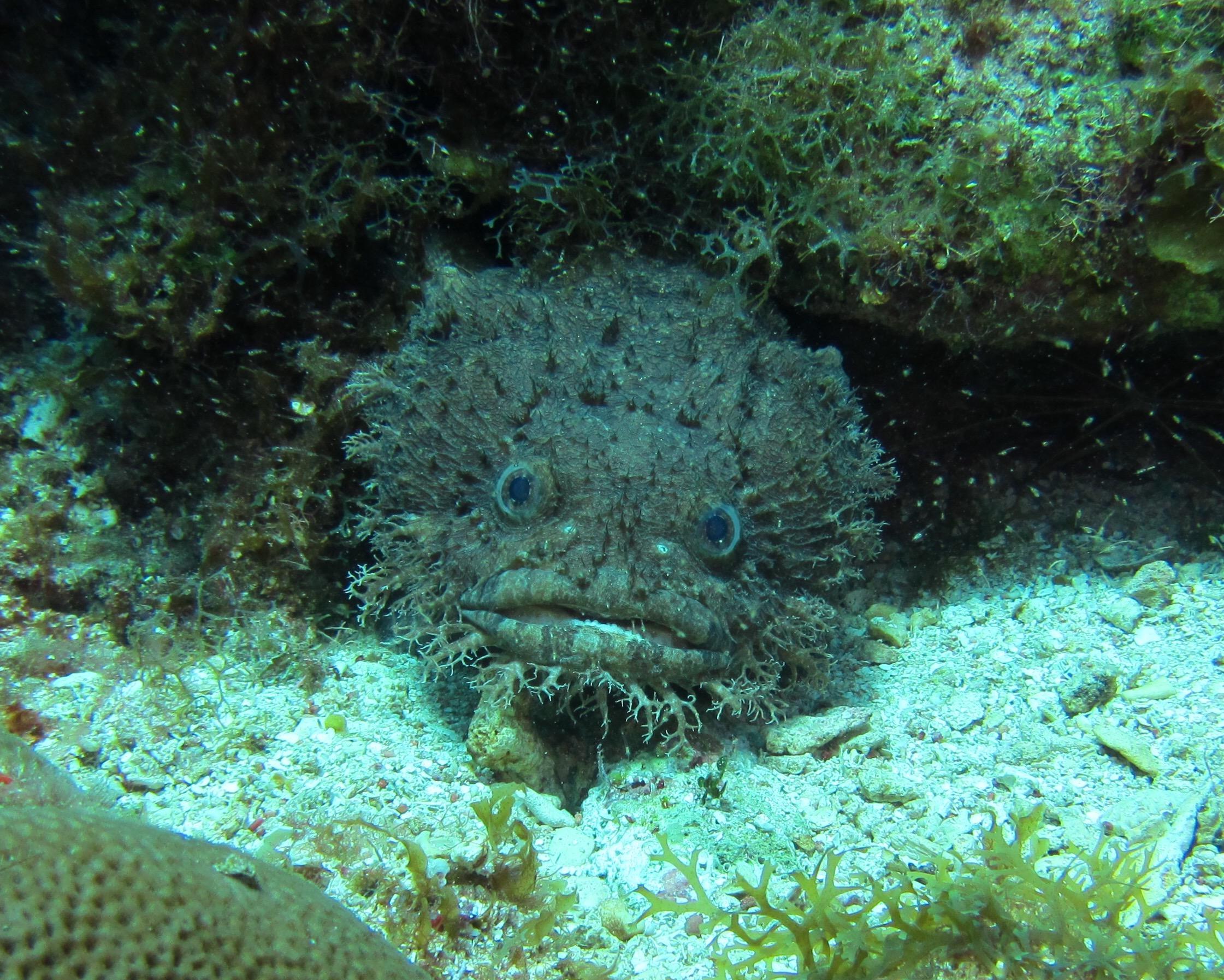 Common Toadfish