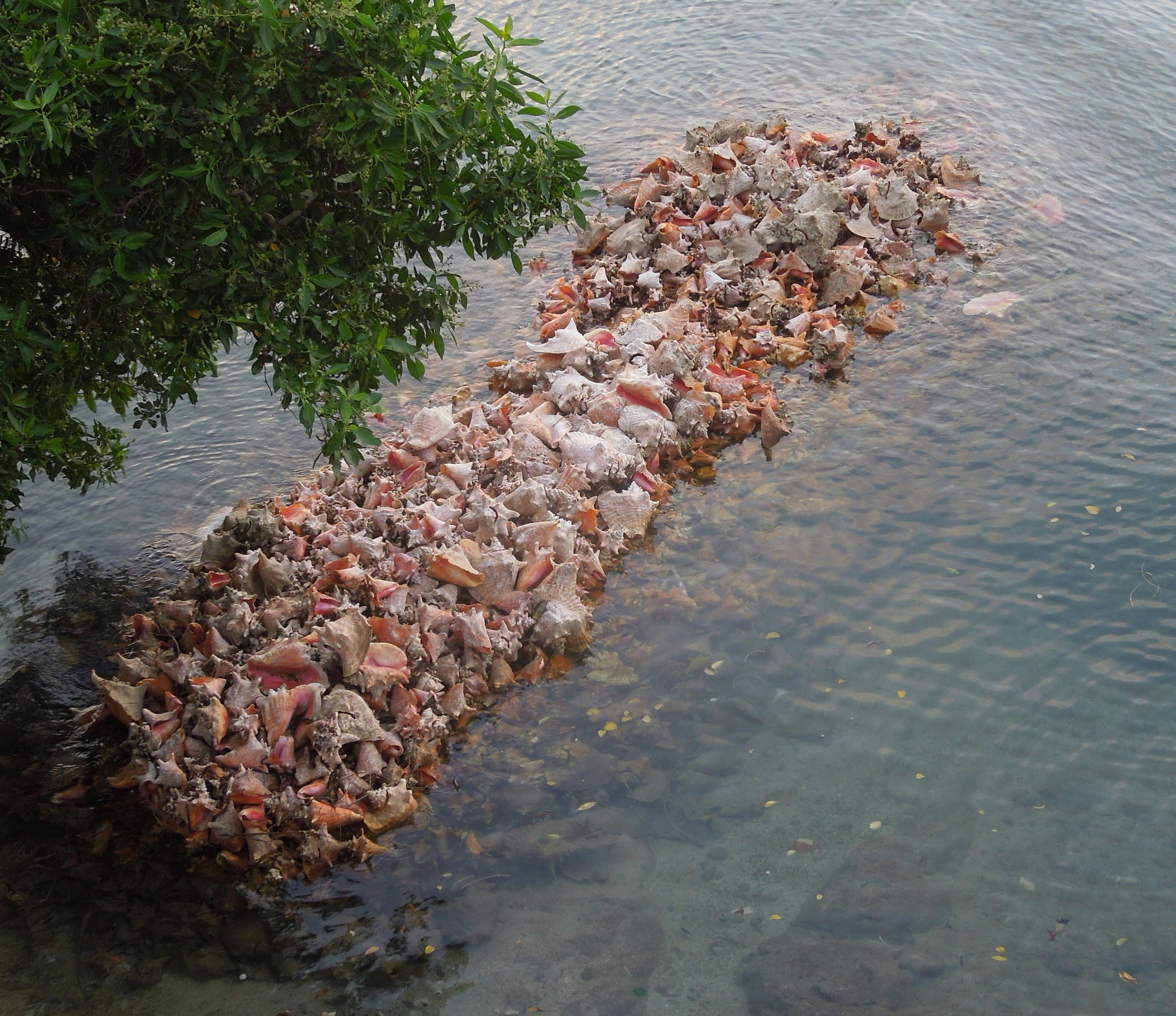 conch jetty