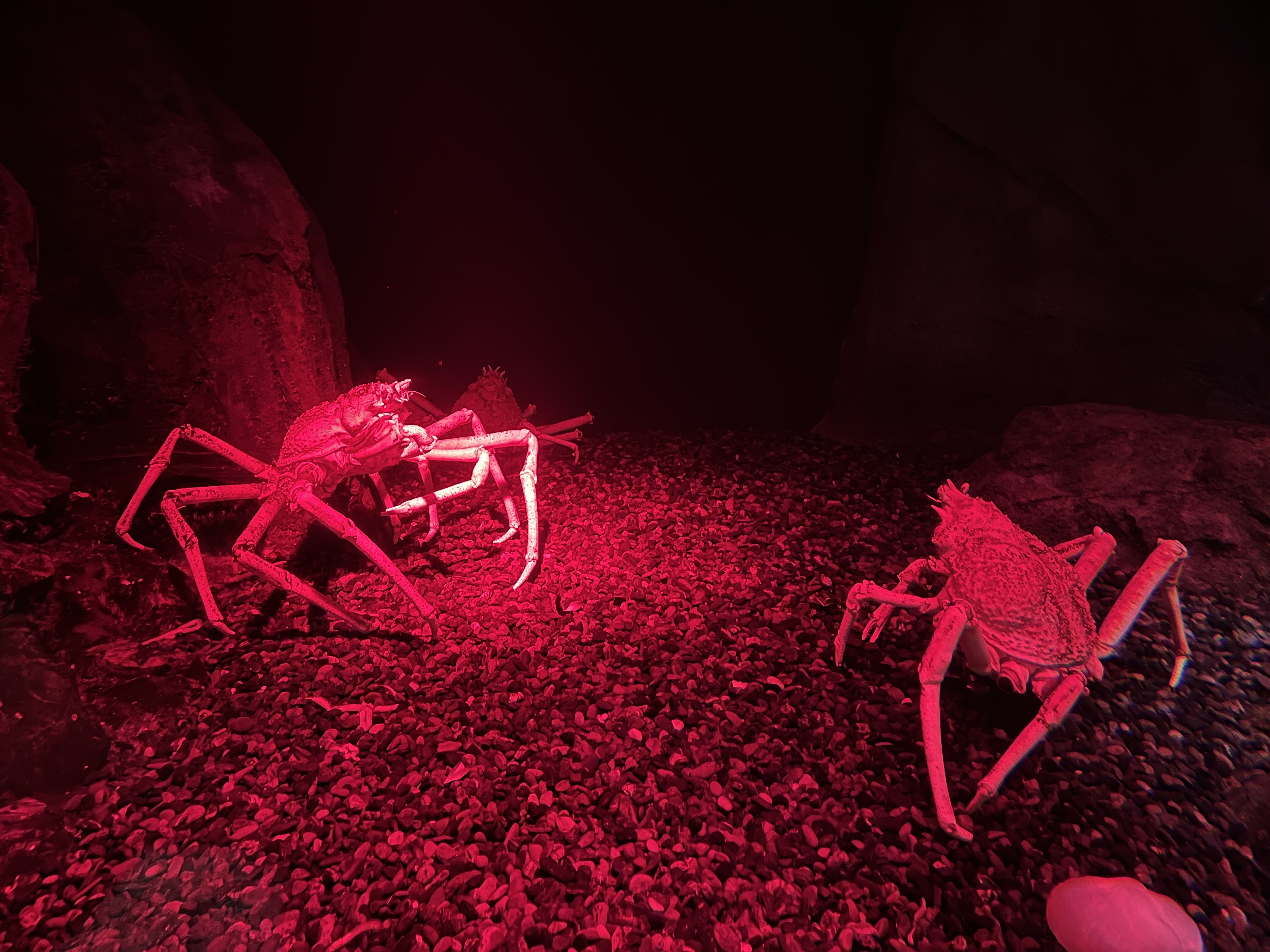 Cool crabs