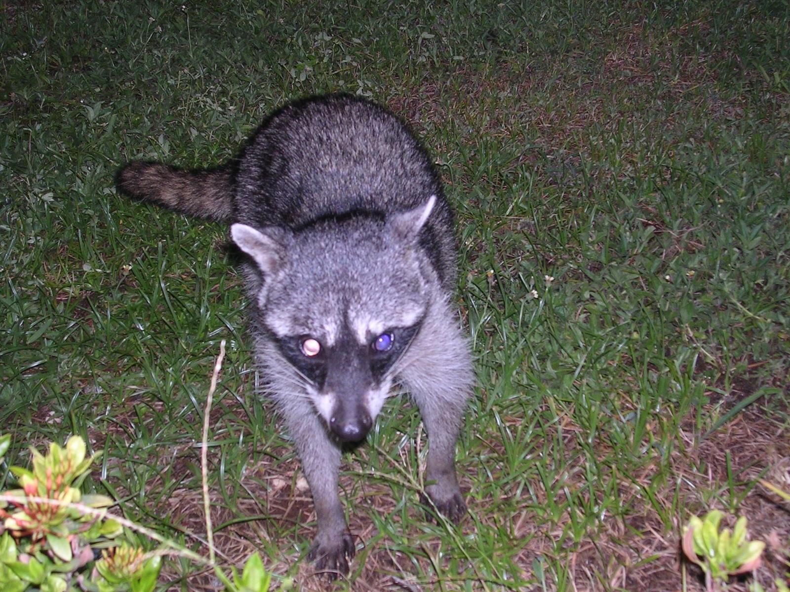 Coon at night