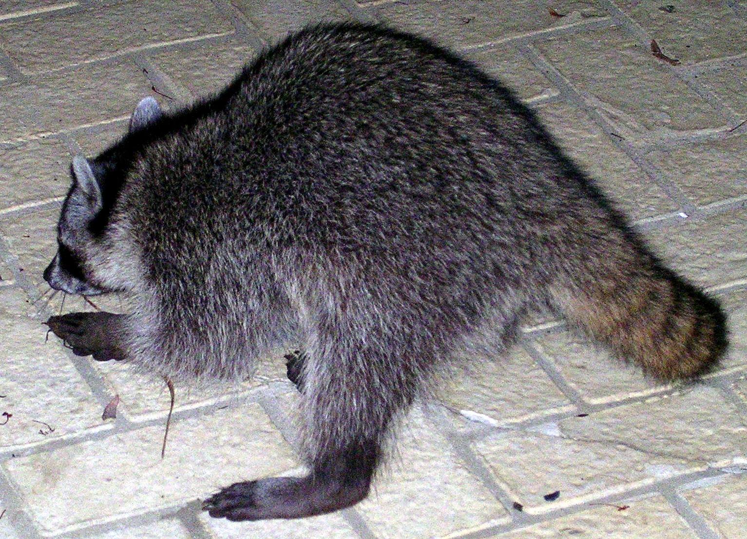 Coon gets beatle