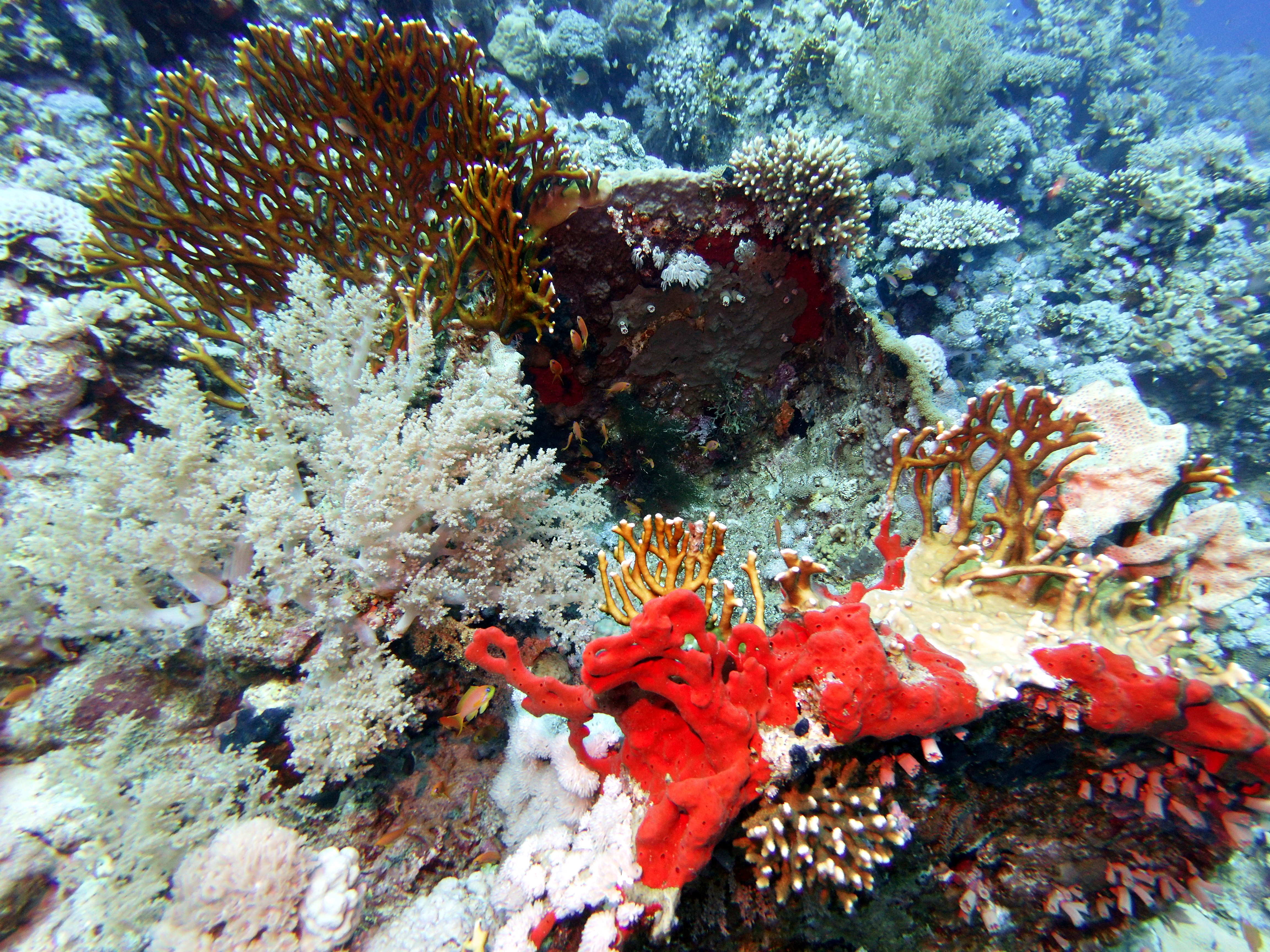 Coral at Gordon Reef
