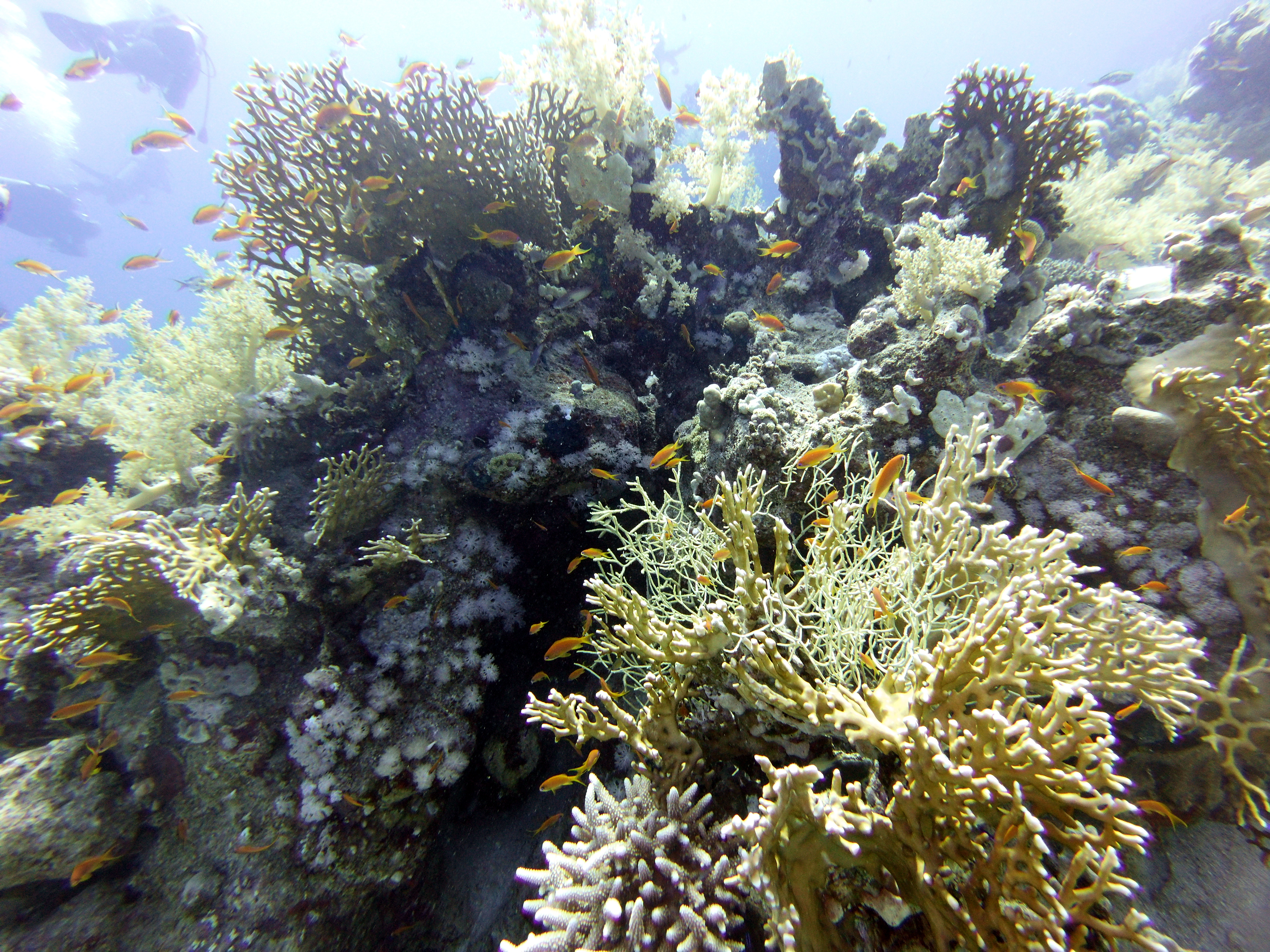 Coral at Ras Ghozlani
