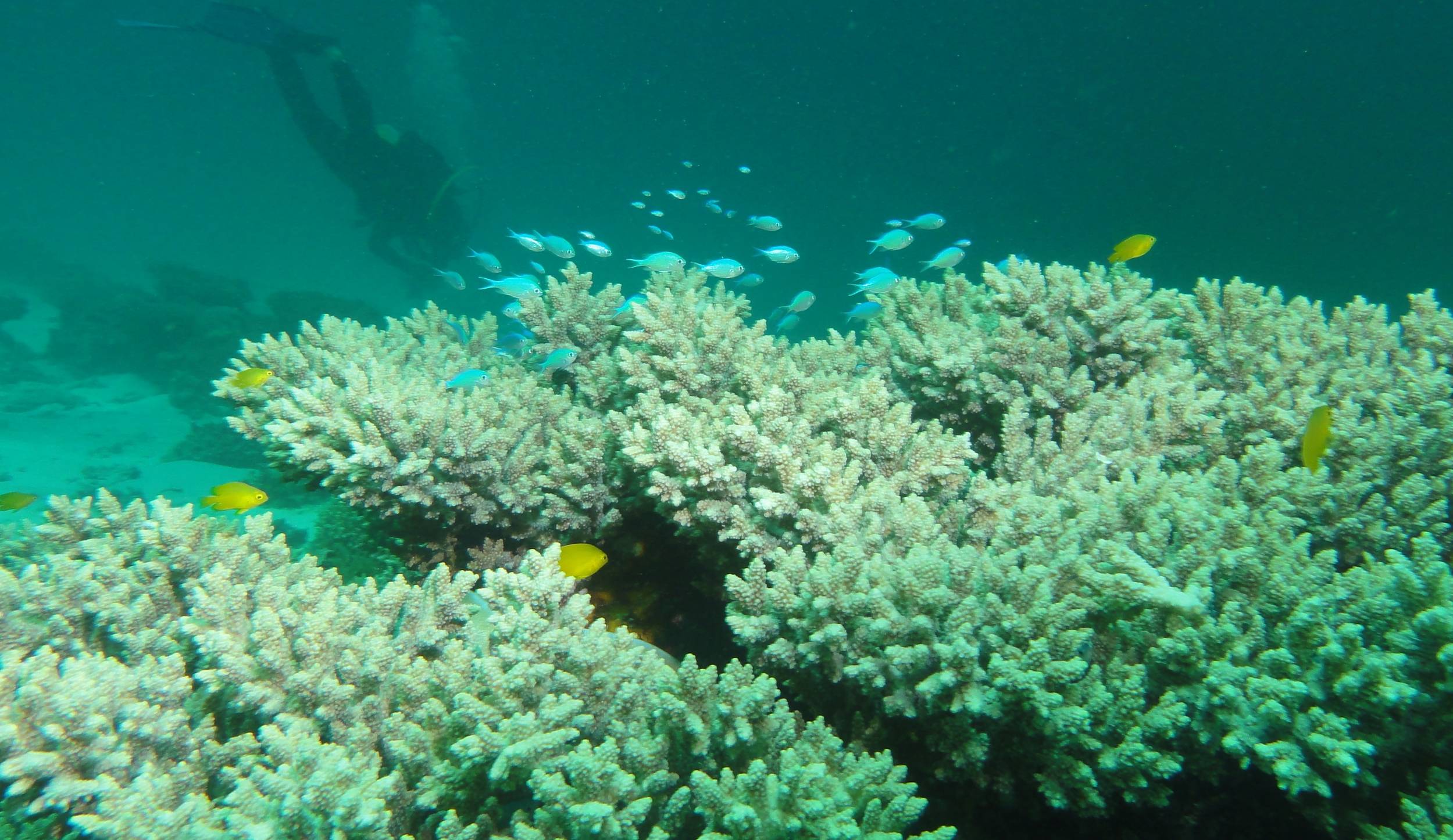 Coral Bay - Coral