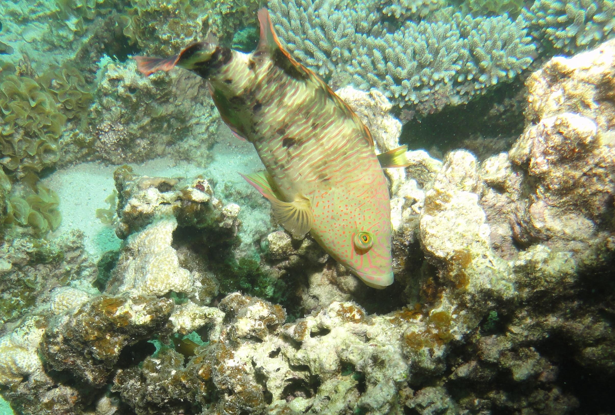 Coral Bay - Parrot Fish