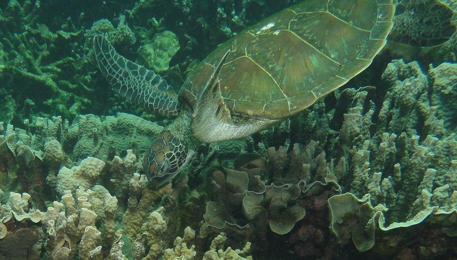 Coral Bay - Turtle