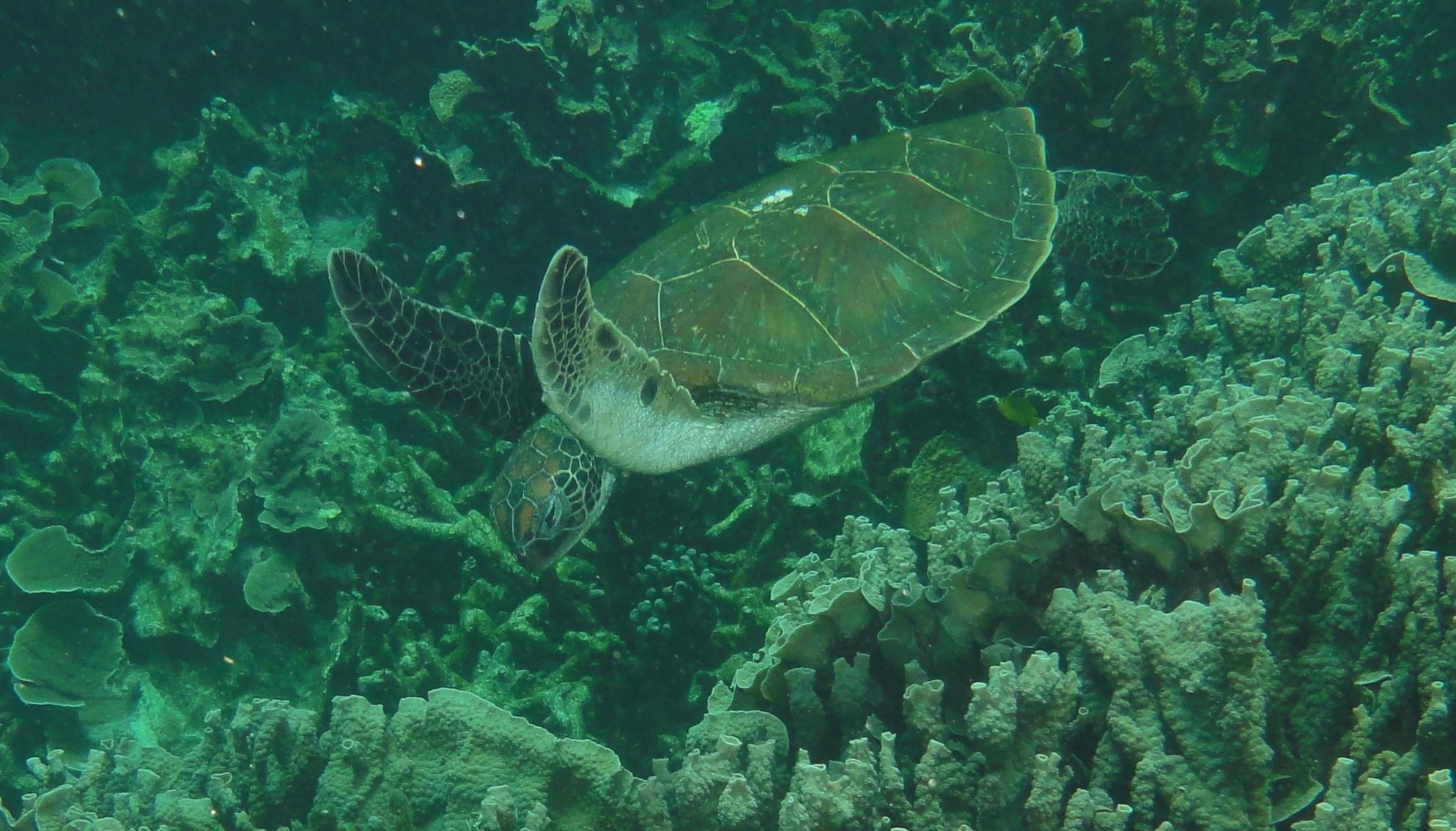 Coral Bay - Turtle