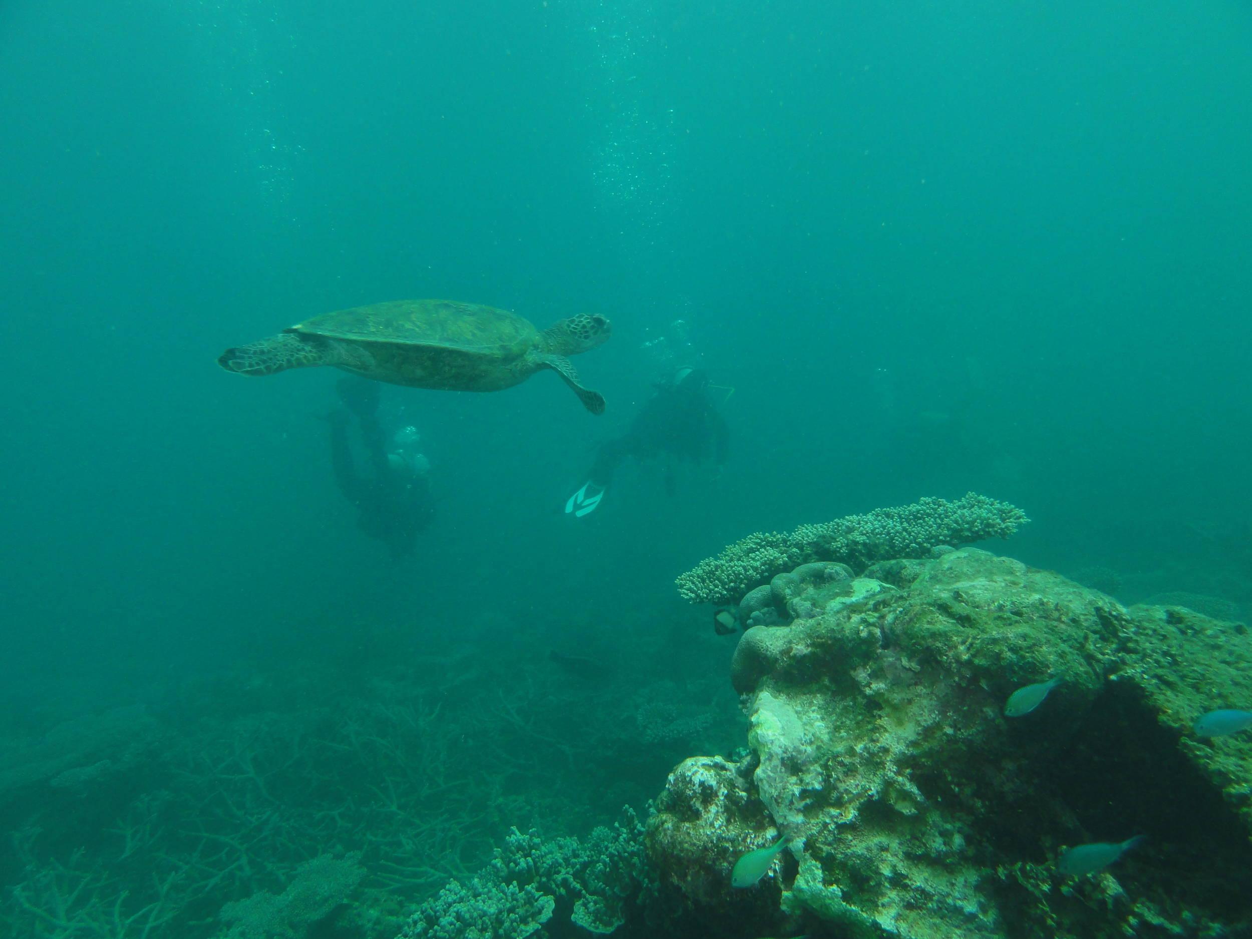 Coral Bay - Turtle
