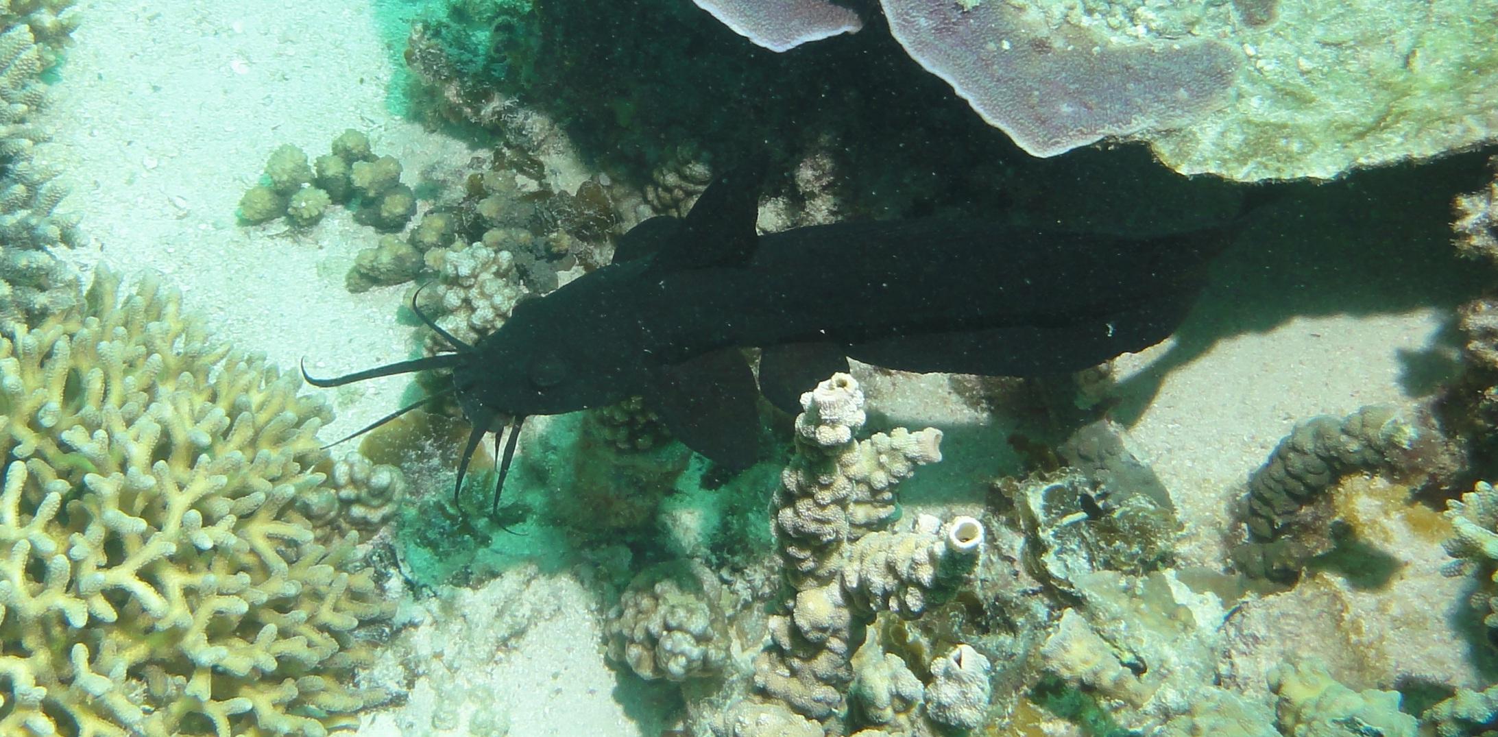 Coral Bay