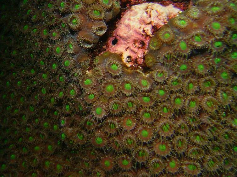 coral colors #1