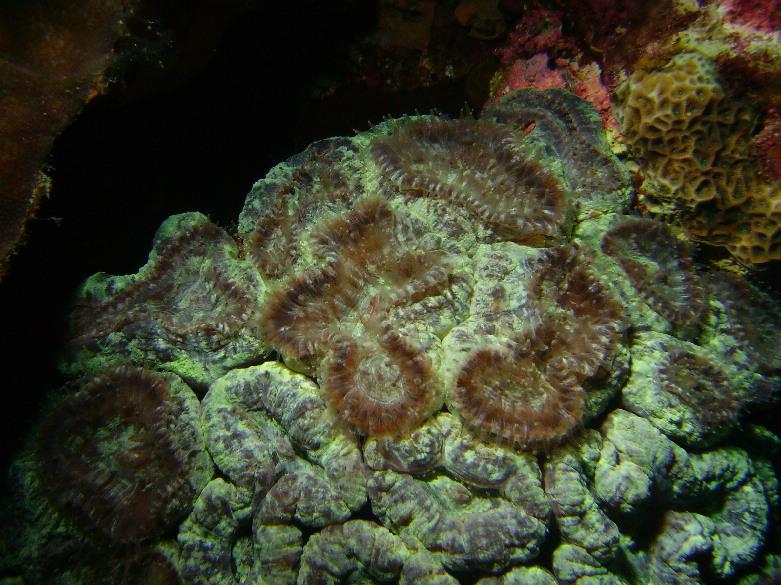 coral colors #2