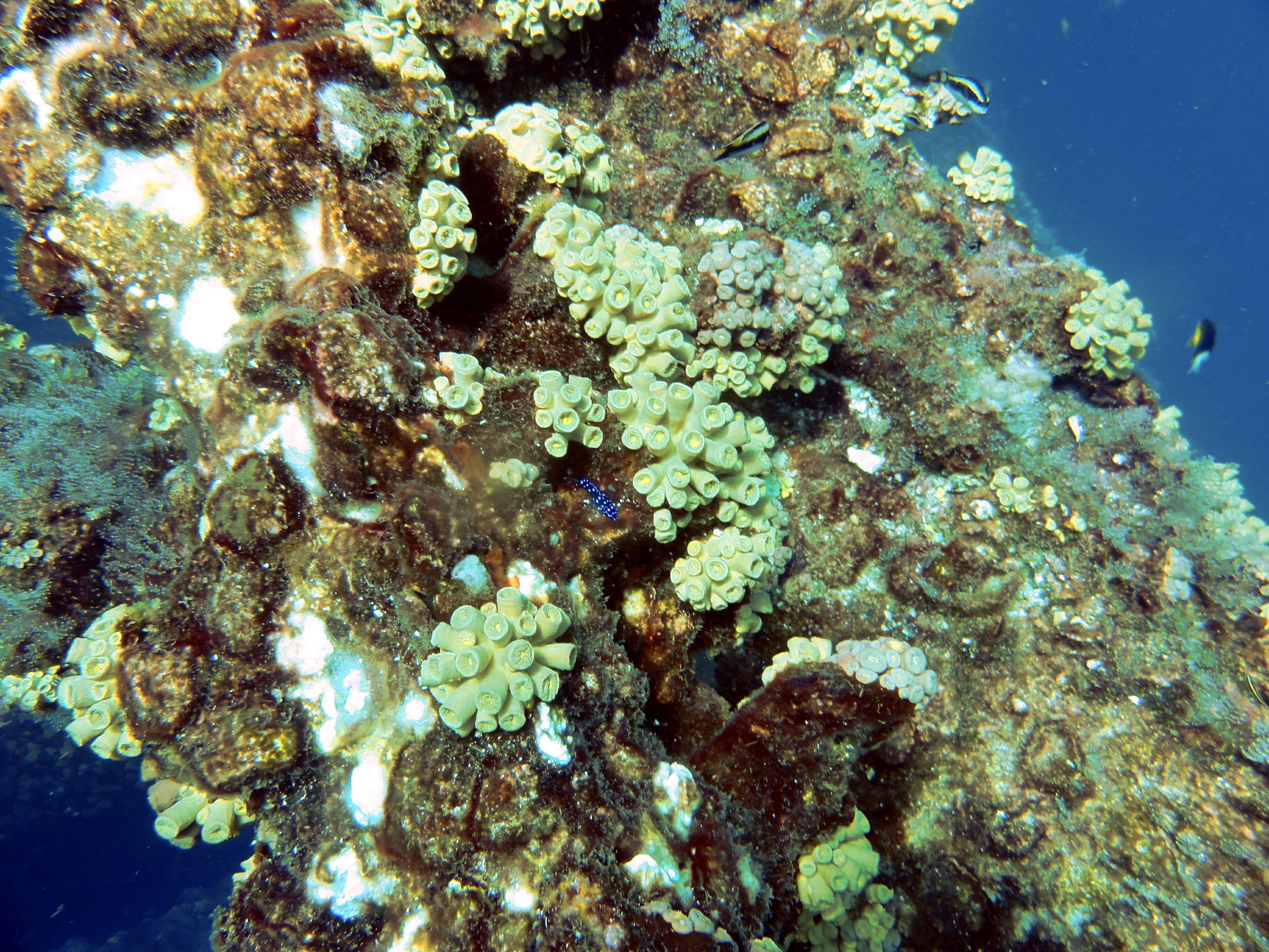 Coral covering the rig