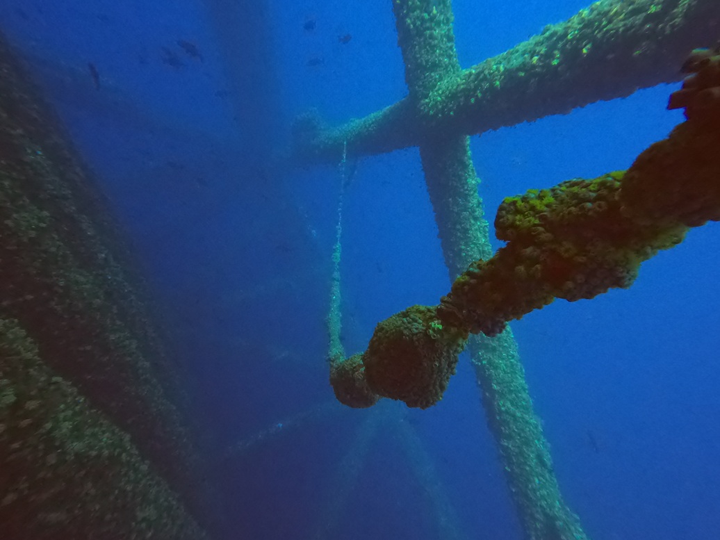 Coral encrusted rope