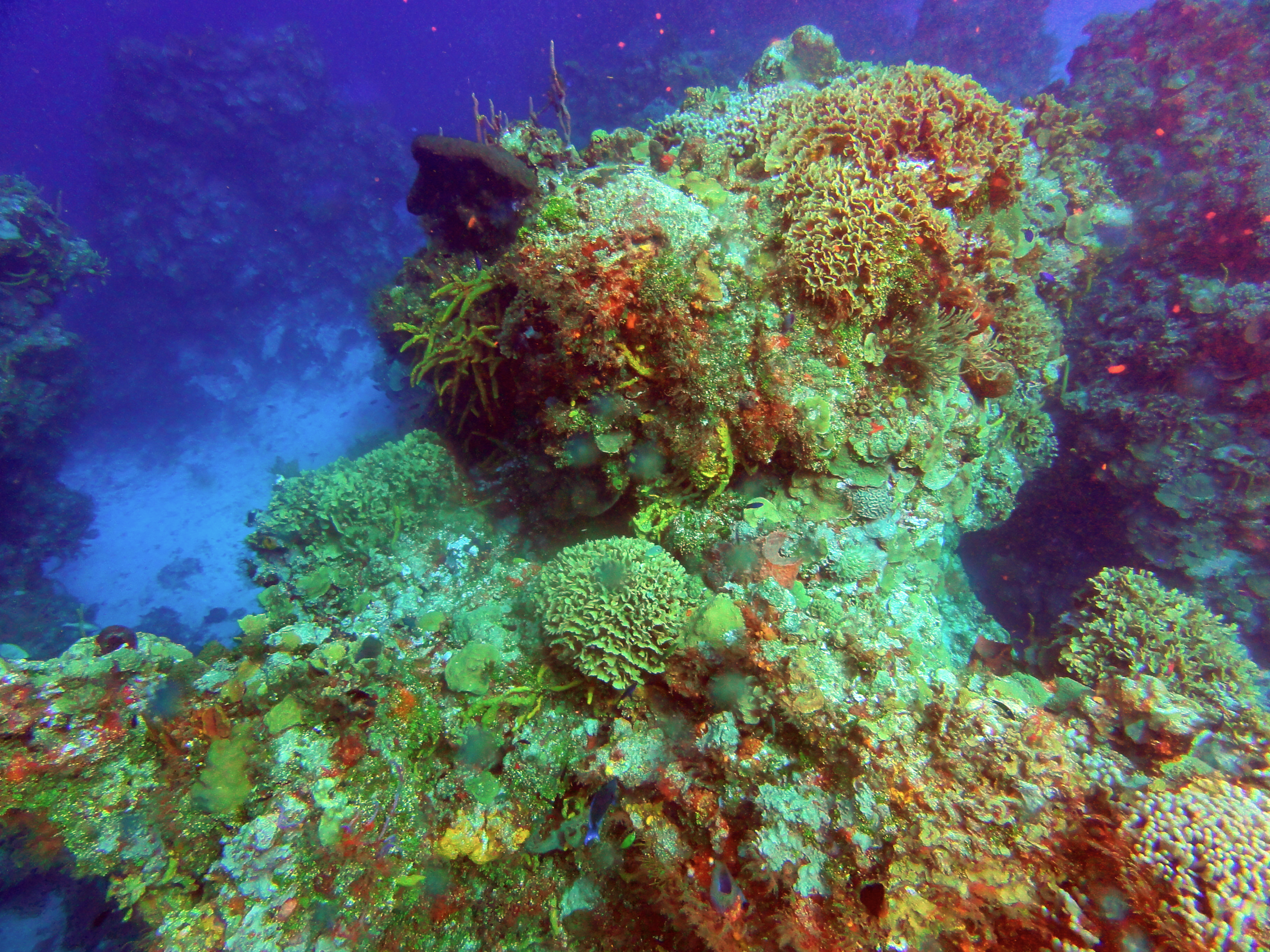 Coral formation
