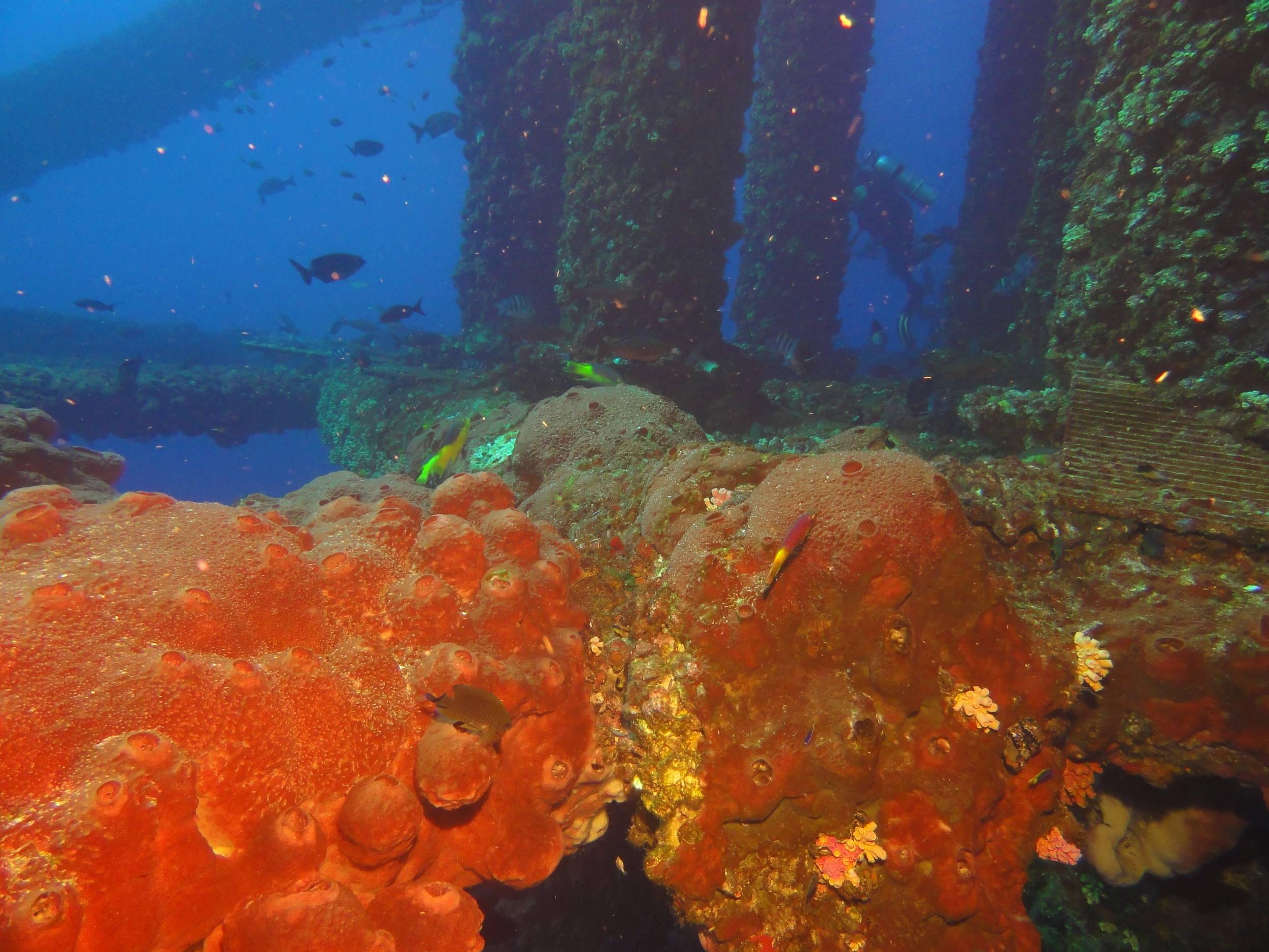 Coral growth on rig jacket